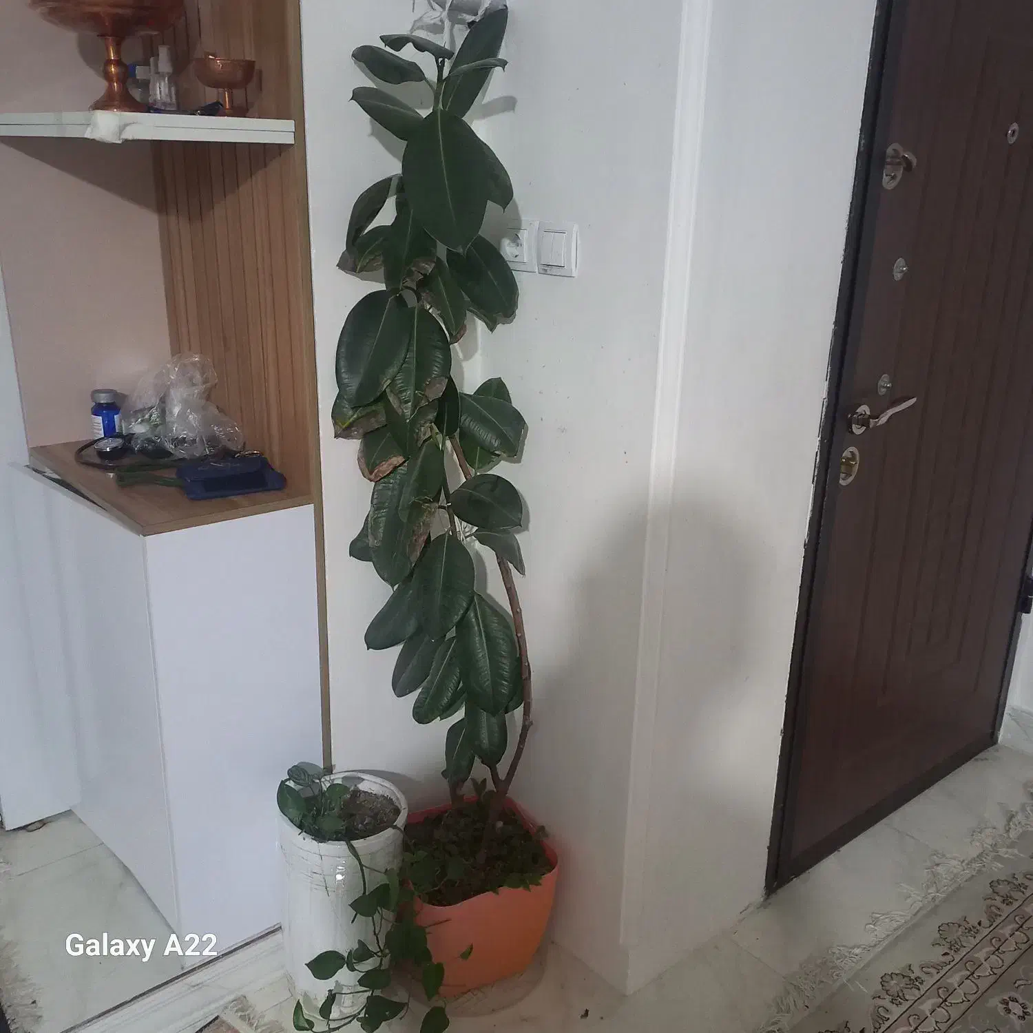 گل فیکوس با گلدون|گل و گیاه طبیعی|زنجان, |دیوار