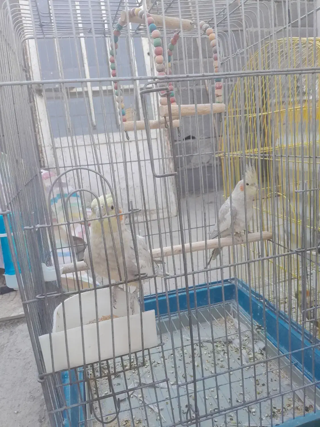 عروس هلندی|پرنده|اقبالیه, |دیوار