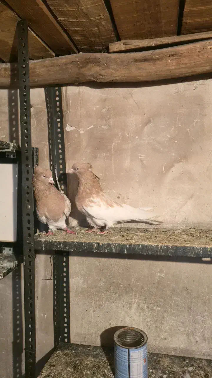 سالم|پرنده|کشاورز, |دیوار