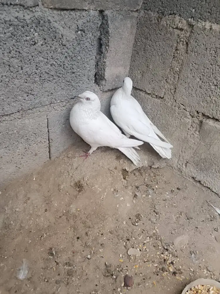 کبوتر بوشهری|پرنده|جم, |دیوار