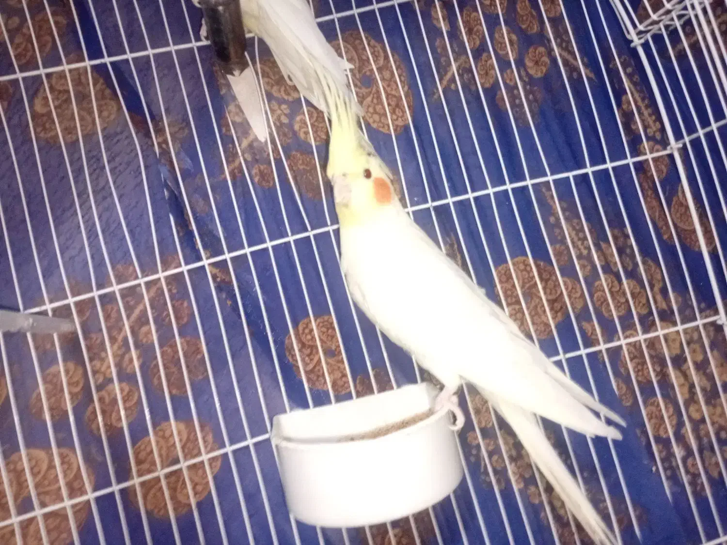 فروش یک عددعروس نر|پرنده|نالوس, |دیوار