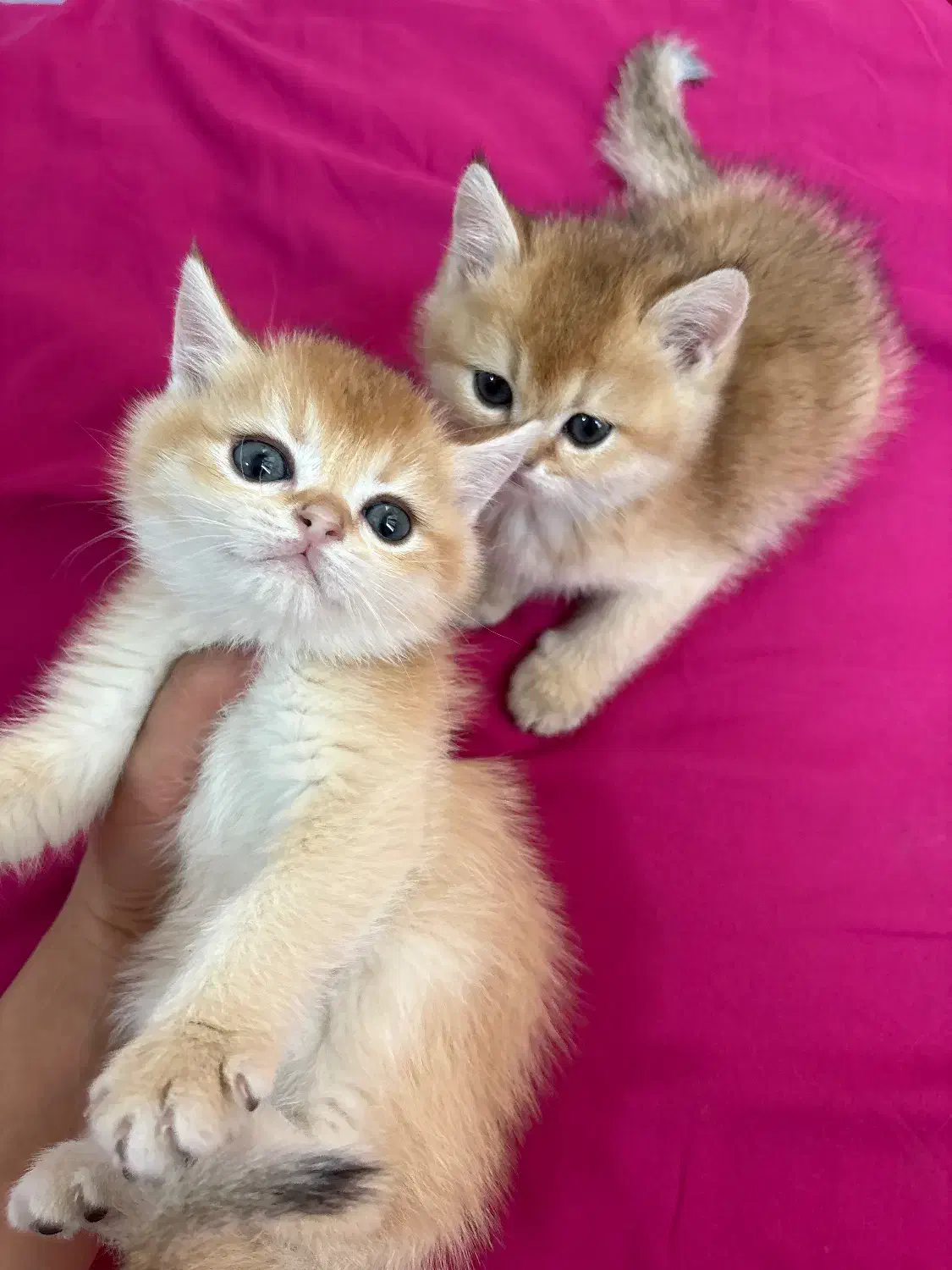 گربه کوچولو|گربه|تهران, تهرانسر شرقی|دیوار