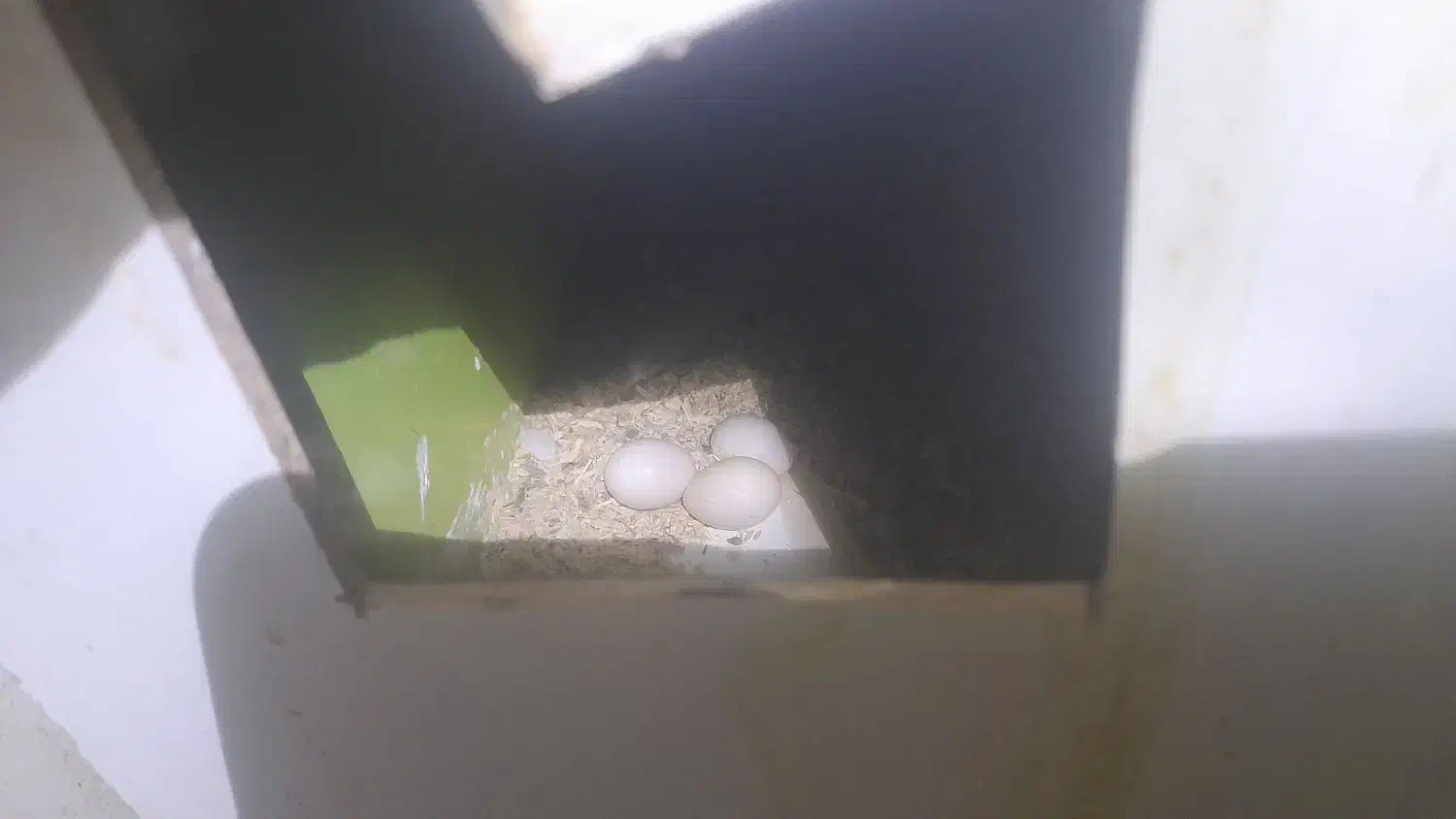 عروس هلندی|پرنده|شهرآباد, |دیوار