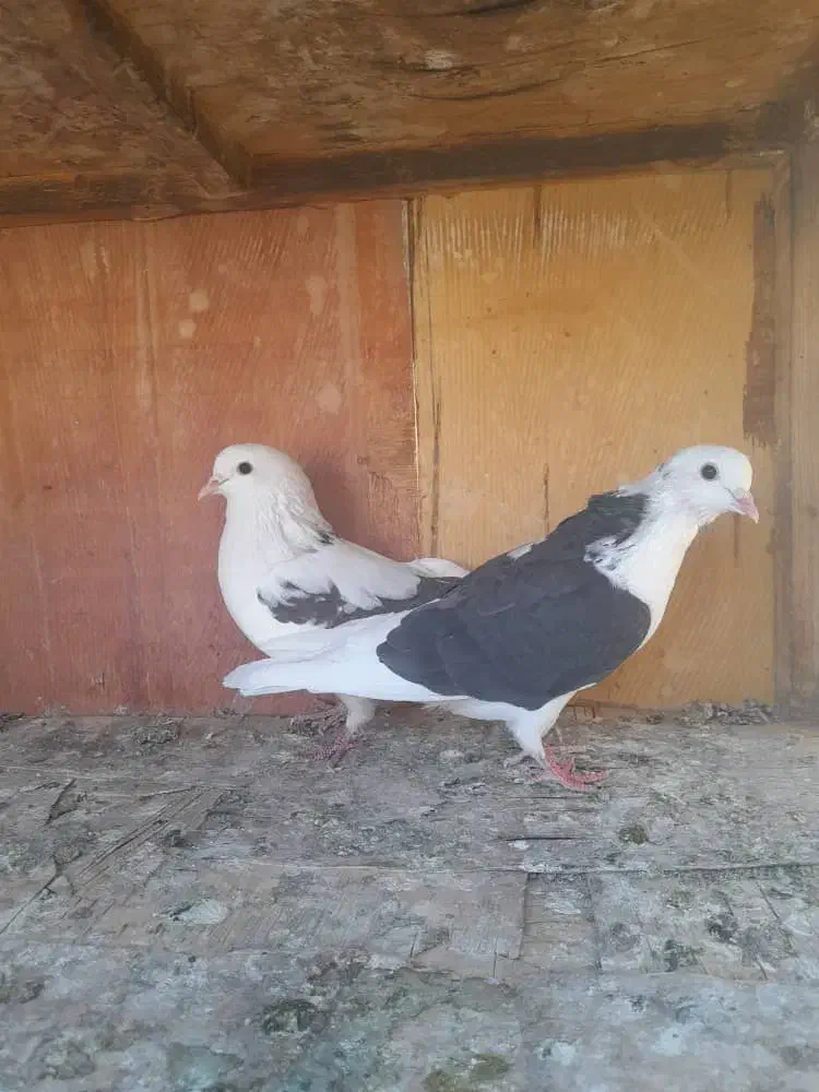 ۵۰ تا کفتر یجایی|پرنده|شهریار, شهریار|دیوار