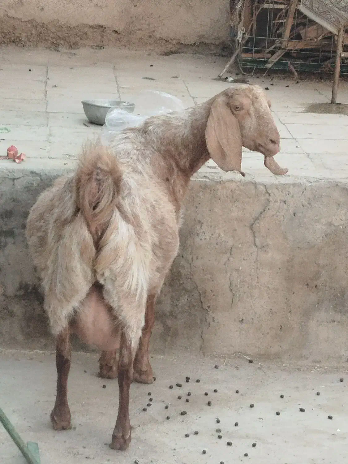 بزپاکستانی3و4قلوزا|حیوانات مزرعه|برخوار, |دیوار