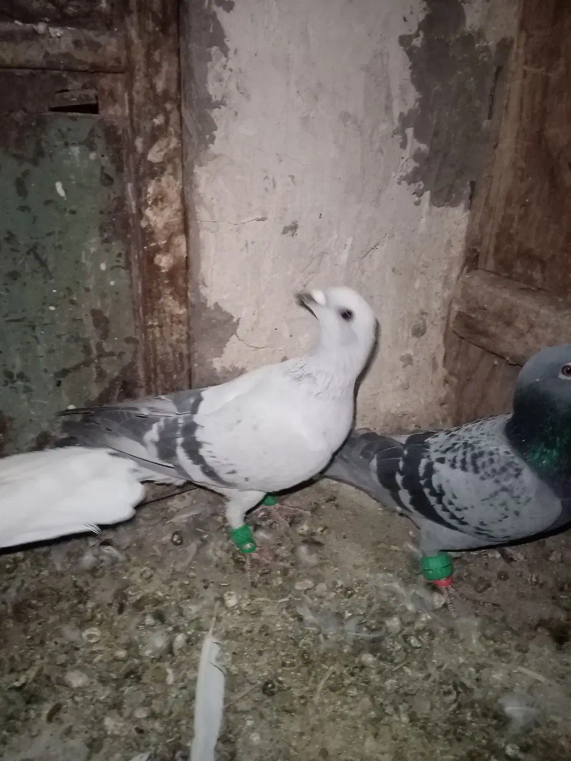 شامی|پرنده|نیشابور, مازول|دیوار