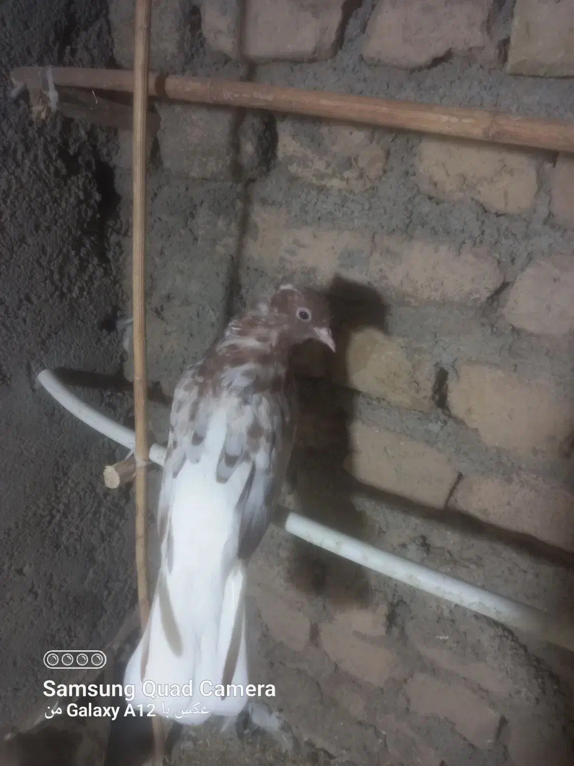 قره دم سفید|پرنده|قوچان, |دیوار