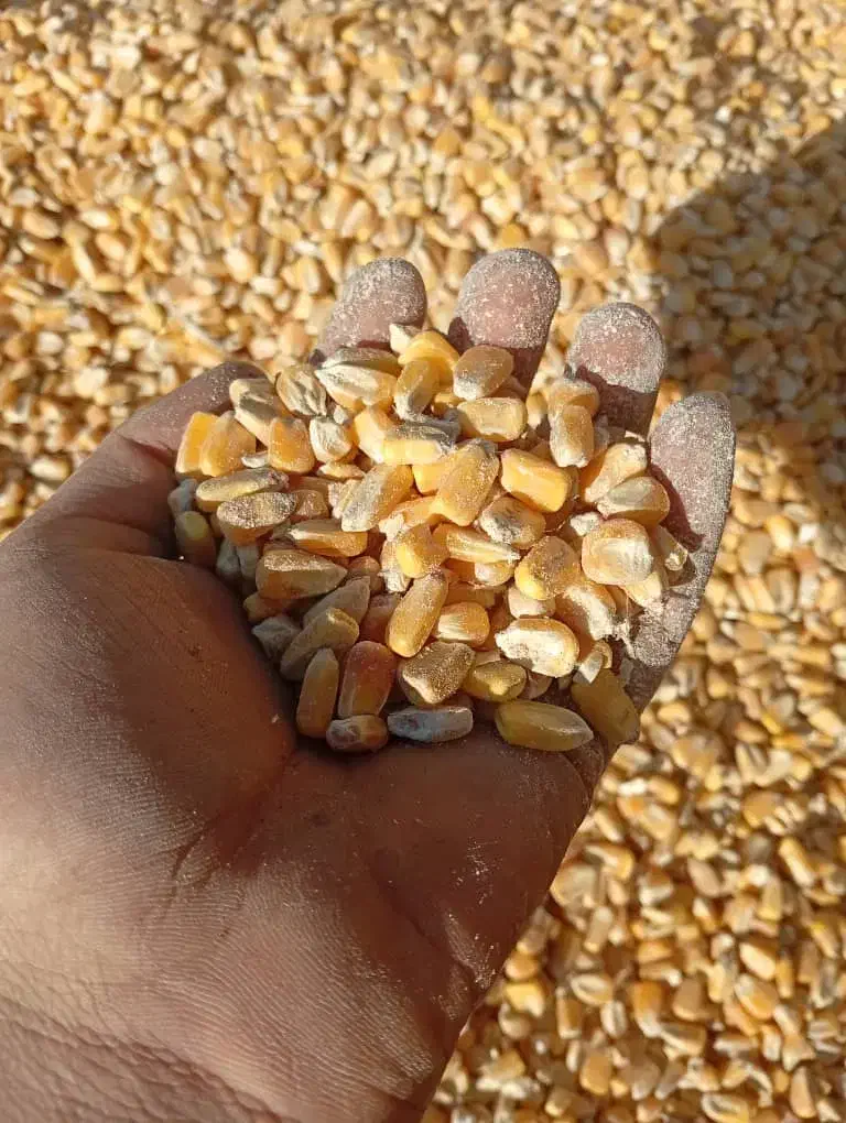 کنسانتره پرواری وشیری درجهیک مخصوص دام سبک وسنگین|حیوانات مزرعه|قم, بکایی|دیوار