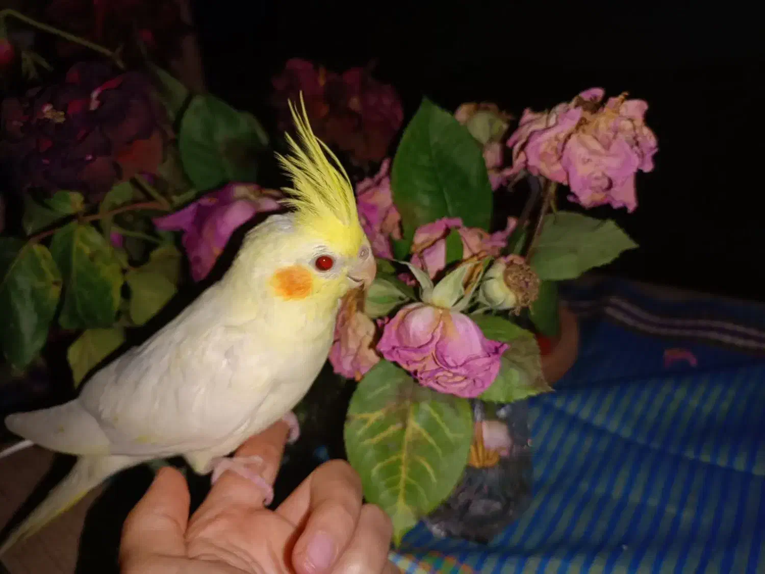 عروس هلندی نر و ماده|پرنده|لنگرود, |دیوار