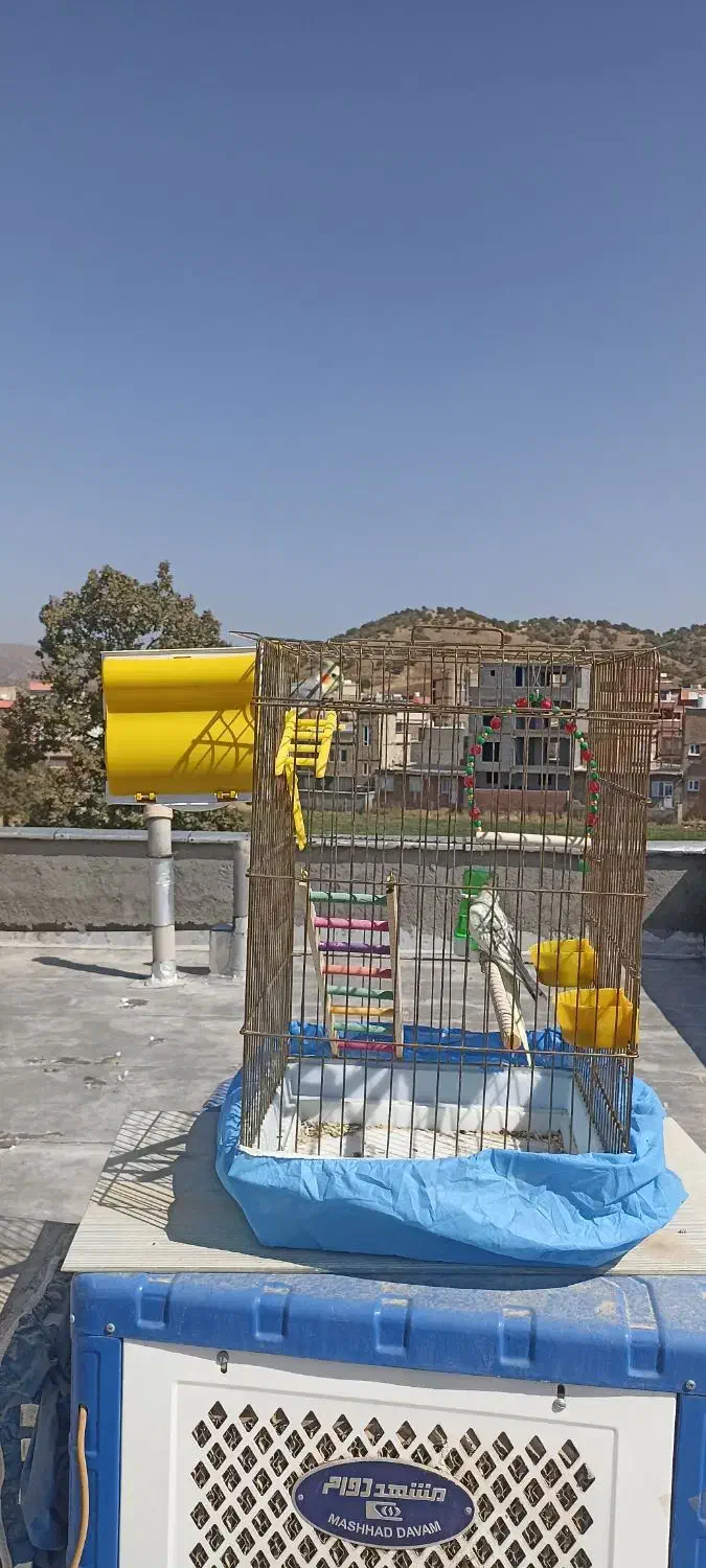 عروس هلندی|پرنده|مریوان, |دیوار