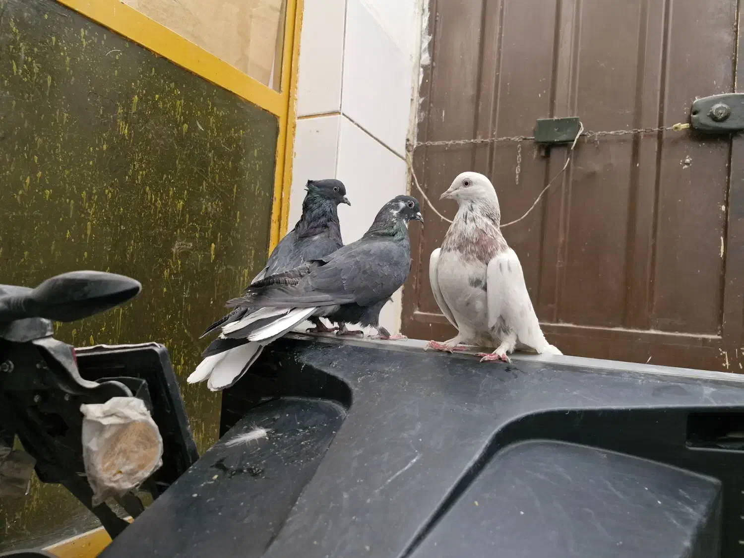 کفتر صداکن اصفهانی|پرنده|برخوار, |دیوار