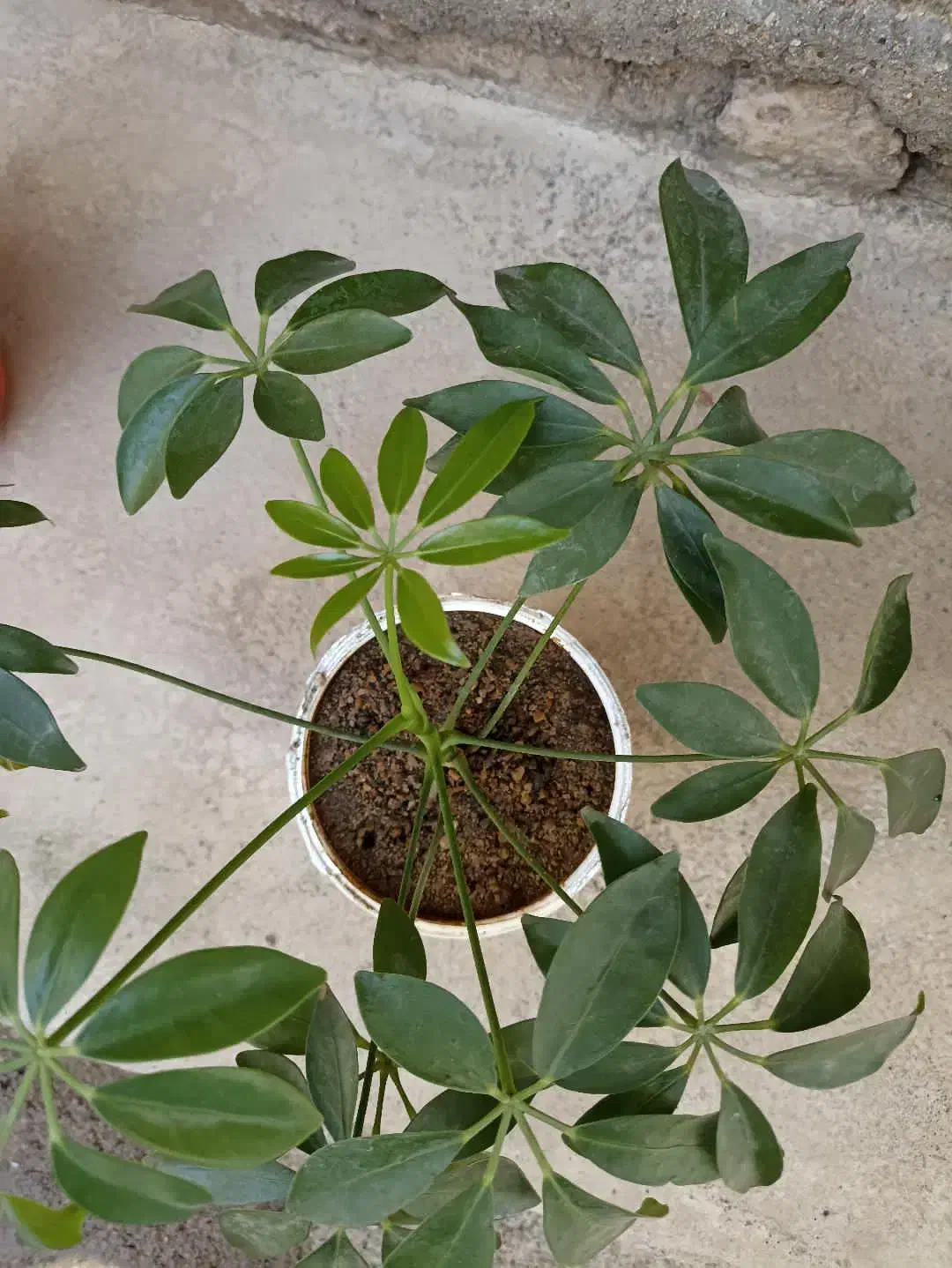 فروش یک گل قشنگ|گل و گیاه طبیعی|بوکان, |دیوار