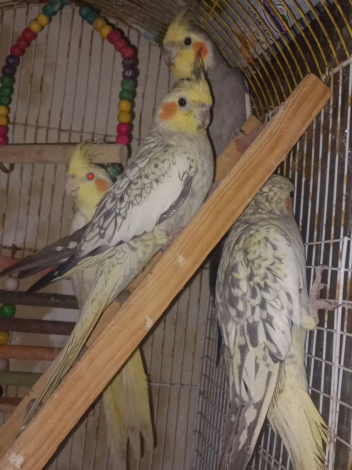 فروش فوری عروس هلندی وطوطی برزیلی کوتله|پرنده|چالوس, |دیوار