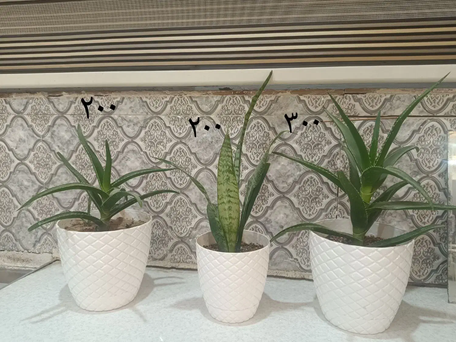 گلهای طبیعی شیک همراه با قیمت درج شده|گل و گیاه طبیعی|بجنورد, |دیوار