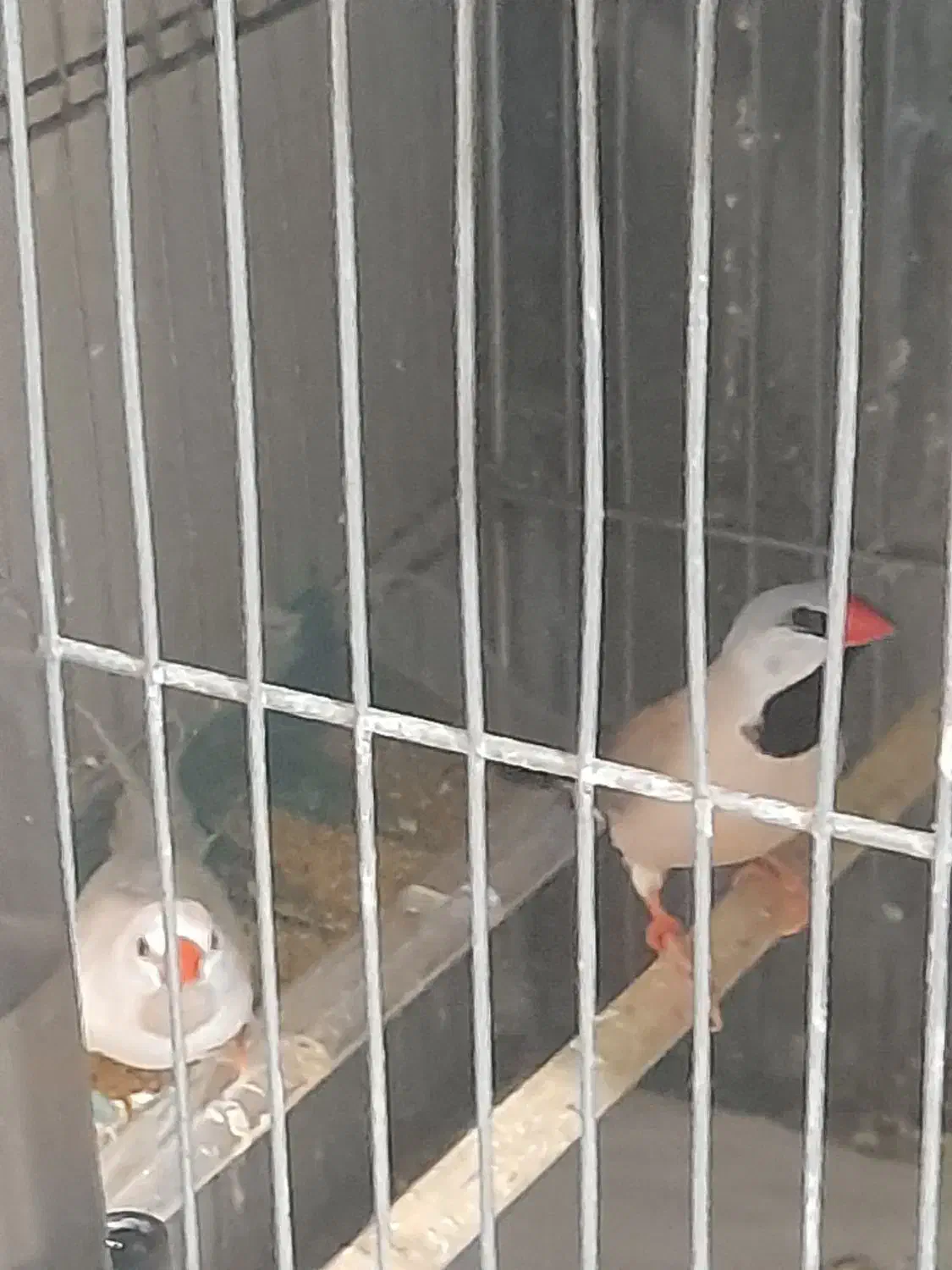 فنج گلوبرید.کینگ انگلیسی.نرگسی.کرواتی|پرنده|کرج, شاهینویلا|دیوار