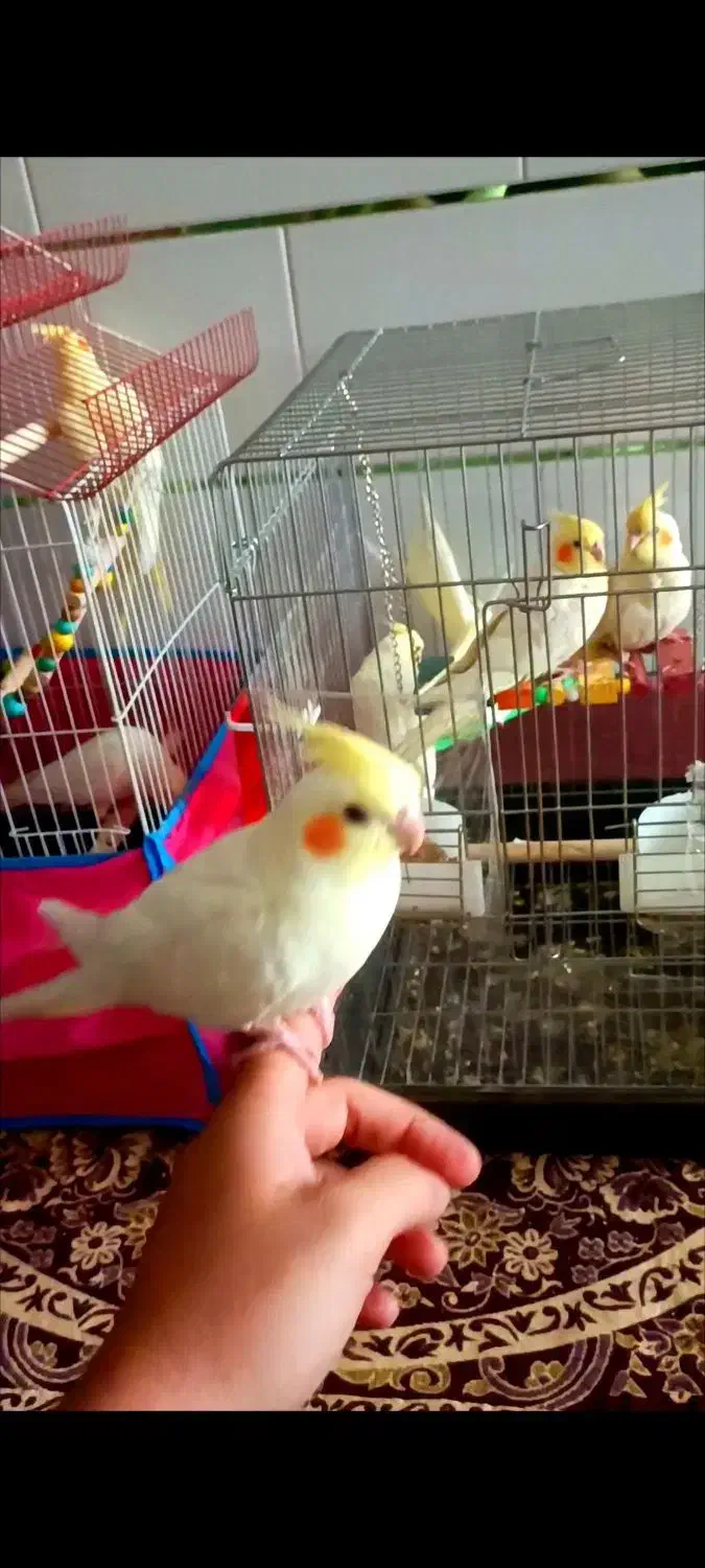 عروس هلندی به اسم مخمل کاملا دستی|پرنده|ابهر, |دیوار