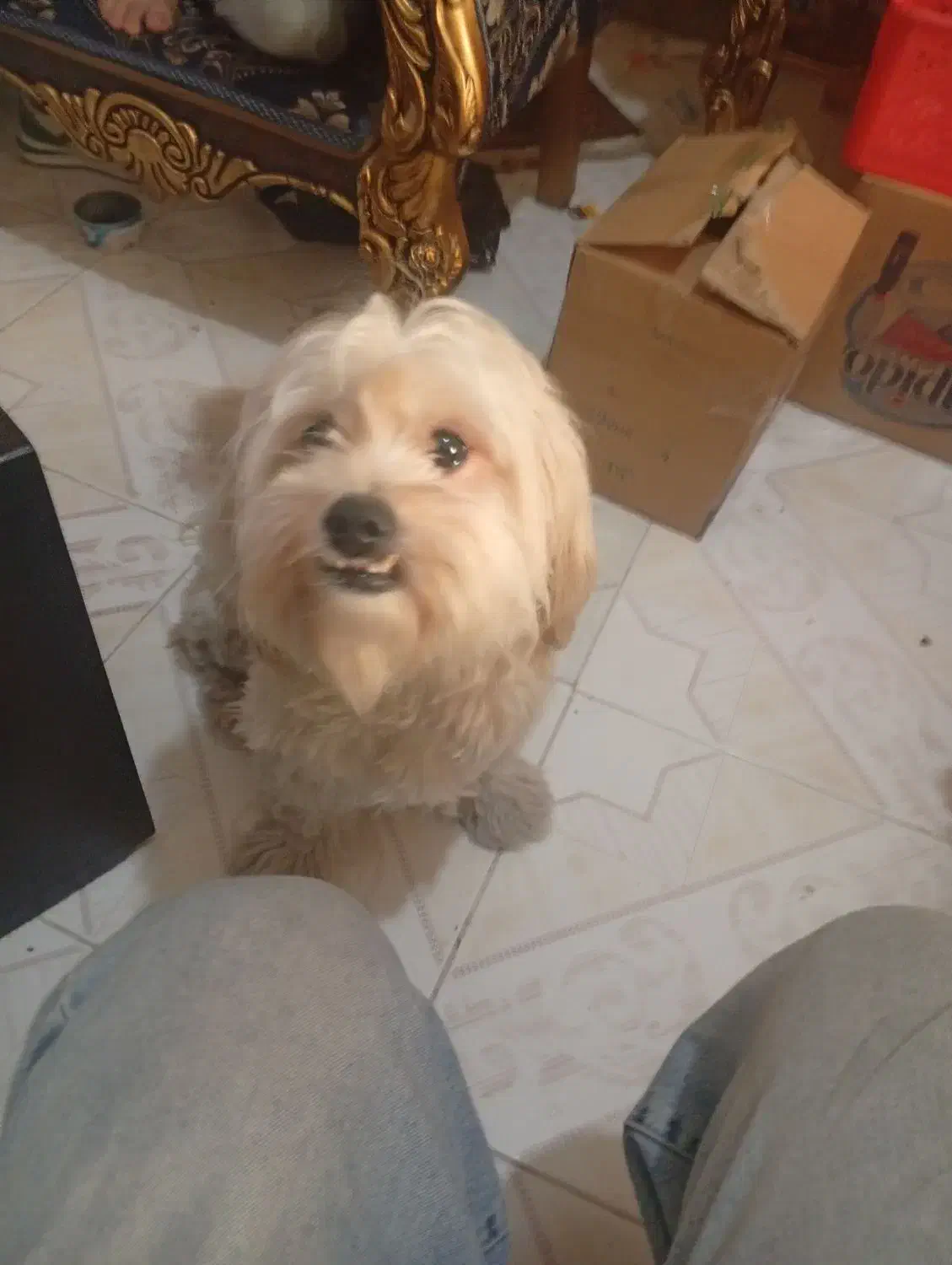 فروش سگ خانگی|سگ|پاکدشت, پاکدشت (مامازند)|دیوار