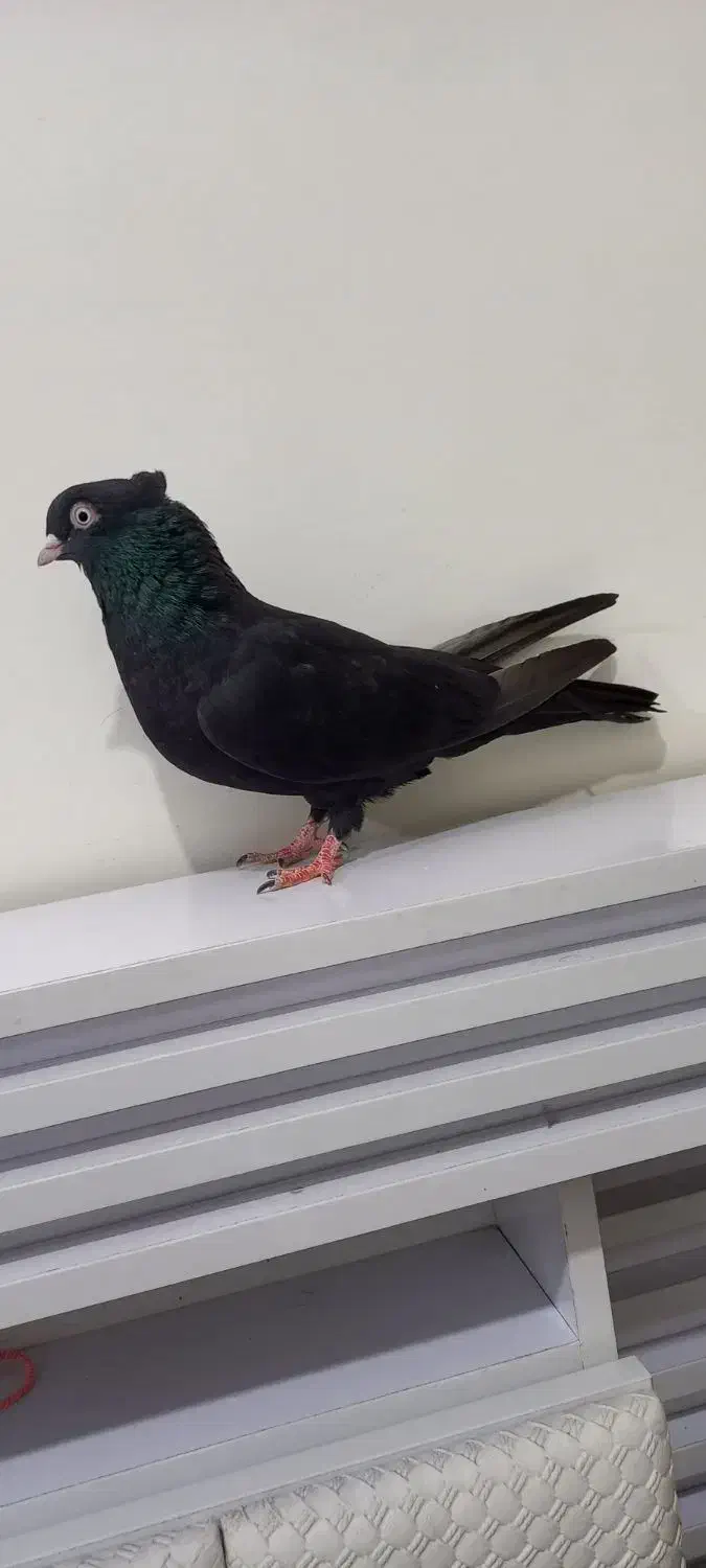 زاغ ابادنی نر جوان|پرنده|شوشتر, |دیوار