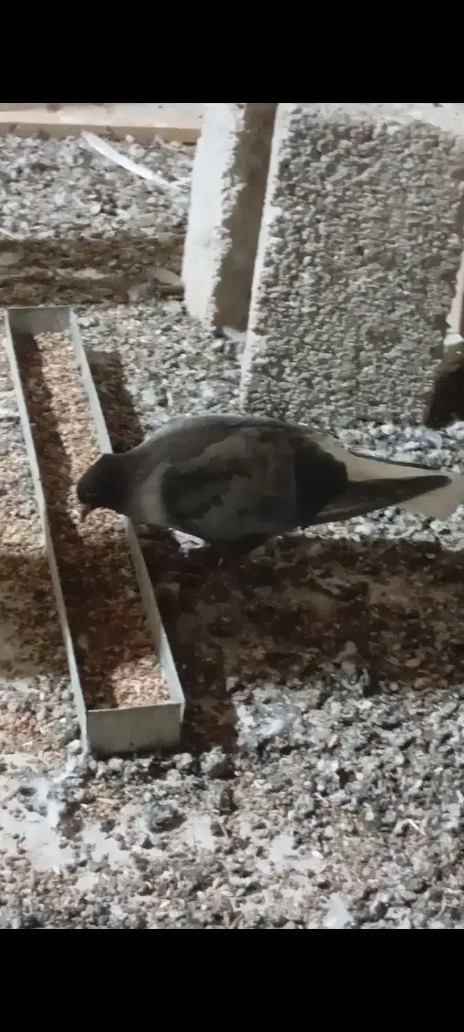 کبوتر دمسفید|پرنده|داراب, |دیوار