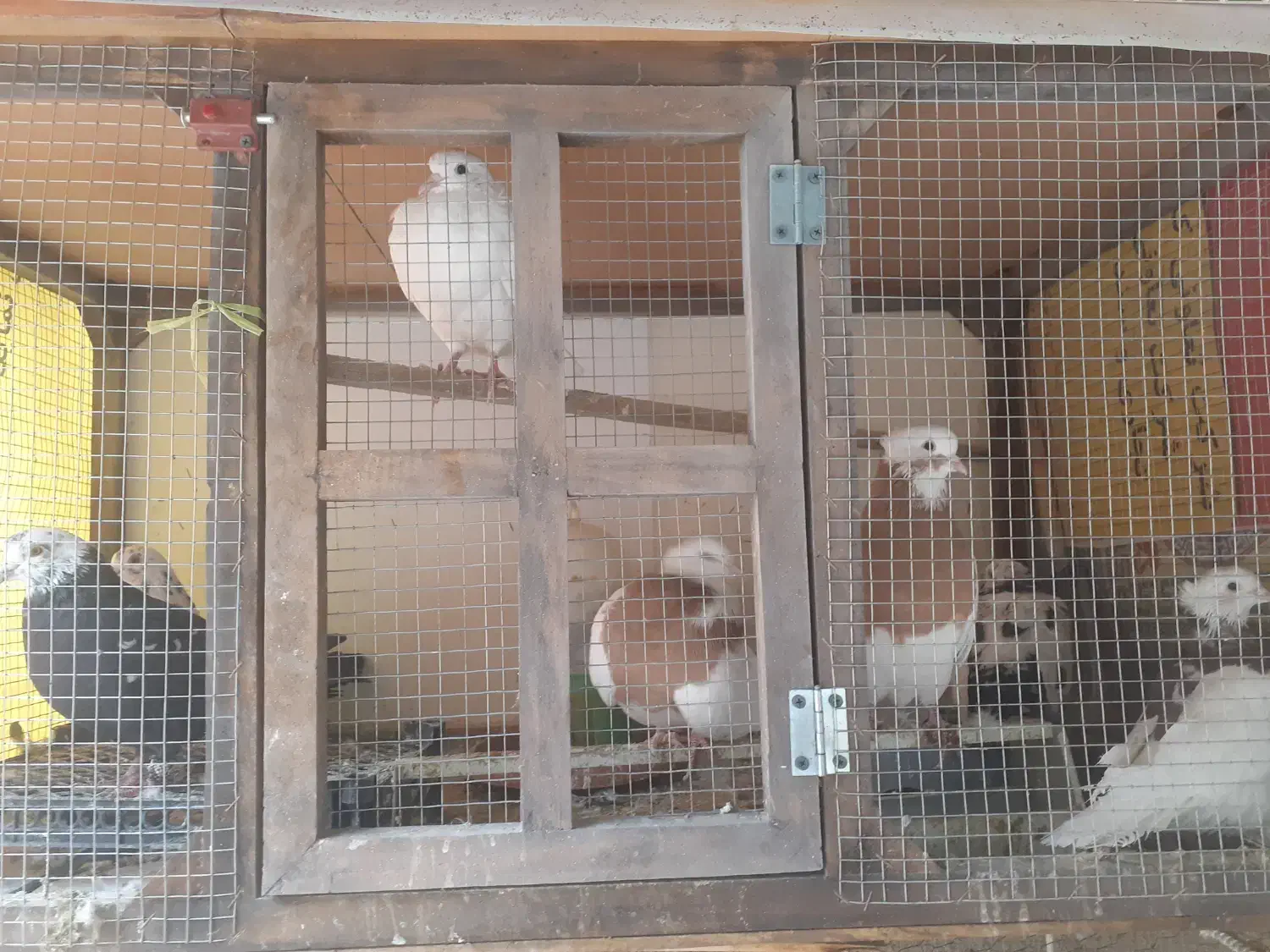 کبوتر فروشی|پرنده|کاخک, |دیوار