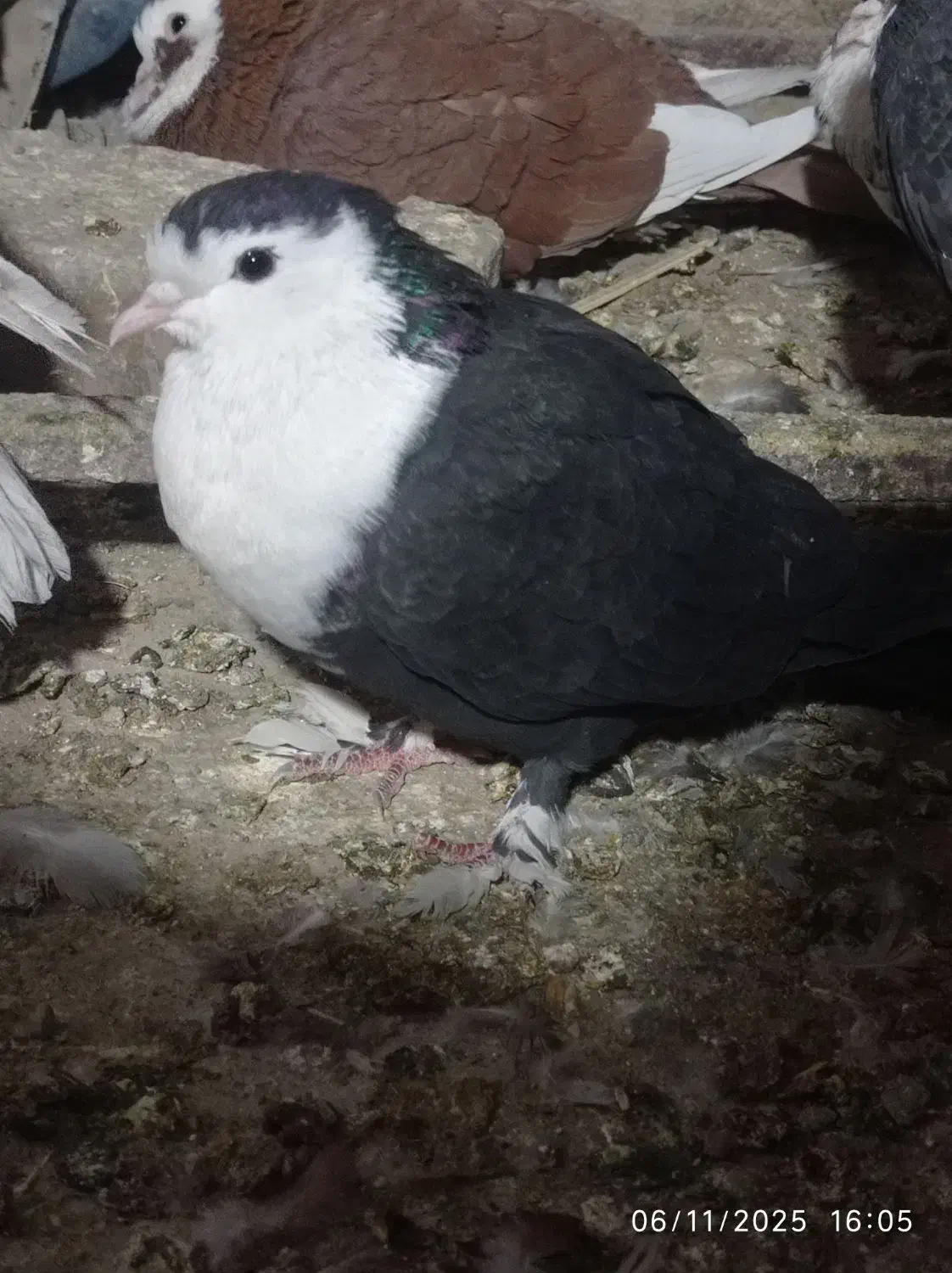 فروشی خاش|پرنده|سراوان, |دیوار