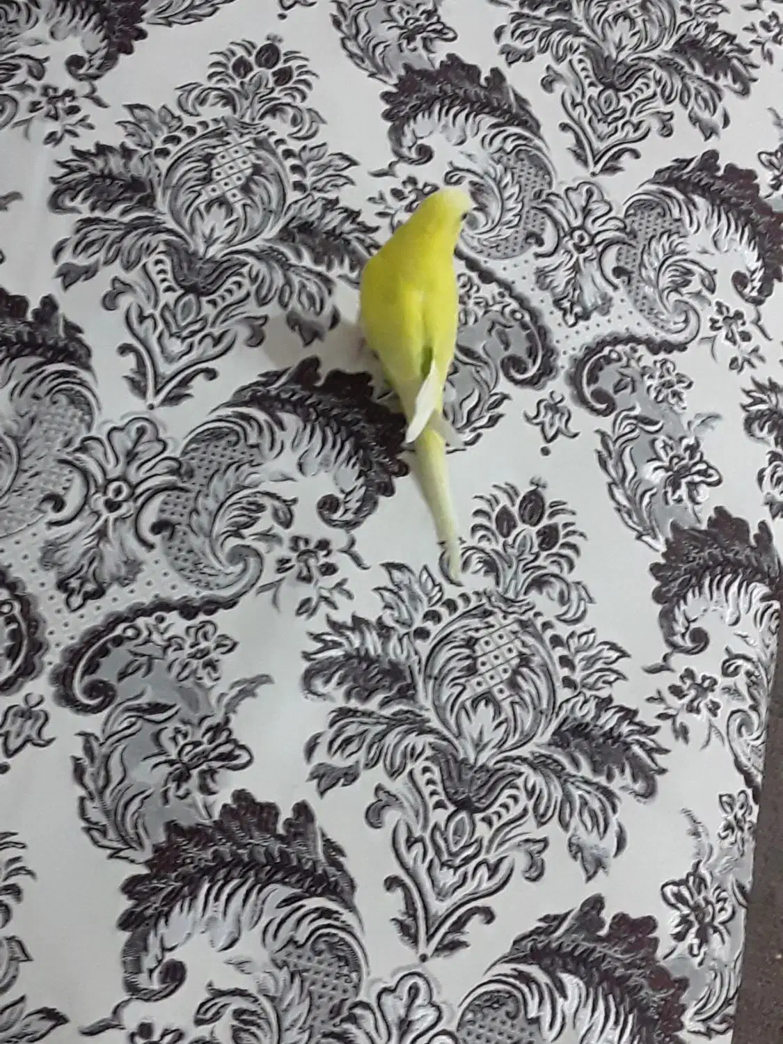 مرغ عشق دستی|پرنده|تایباد, |دیوار