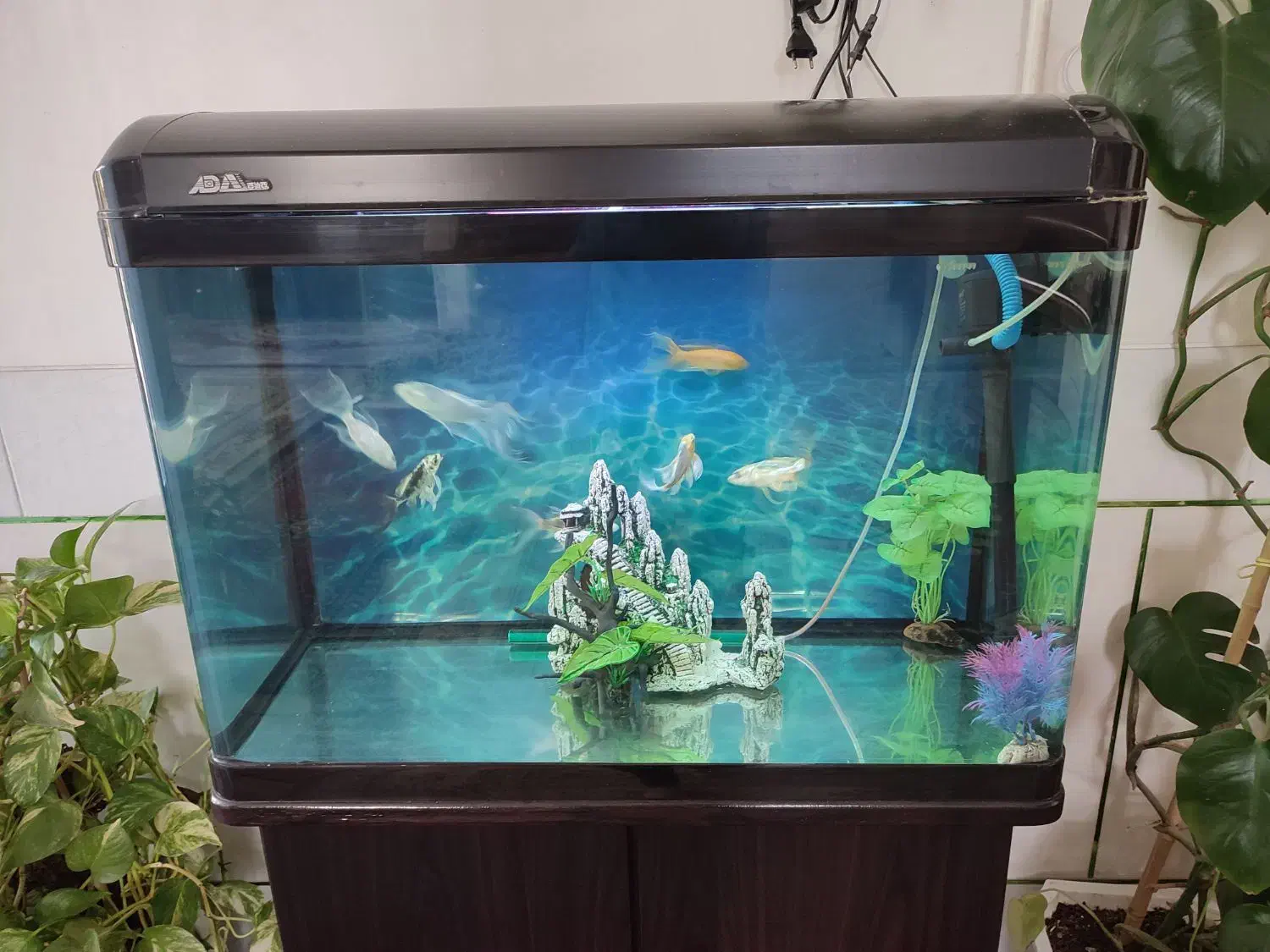 آکواریوم خارجی با میز و ماهی و وسایل کامل|ماهی|لنجان, |دیوار