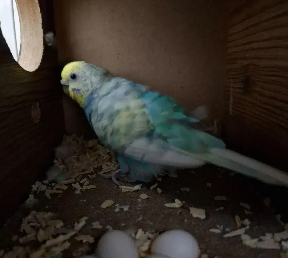 مرغ عشق جوان با ۷ تا تخم|پرنده|قم, حاج زینل|دیوار