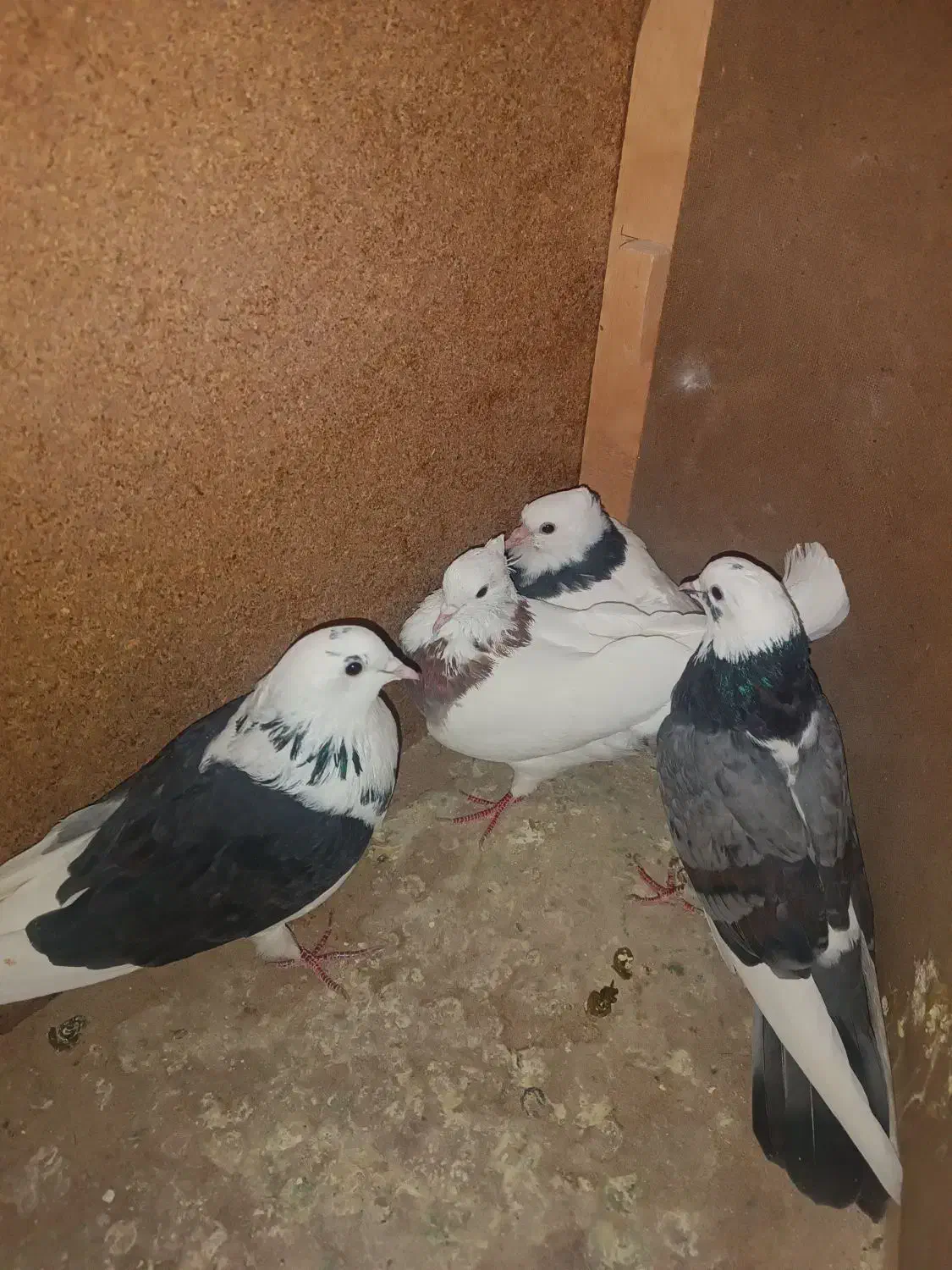 کفتر کفتر بازی|پرنده|نورآباد, |دیوار