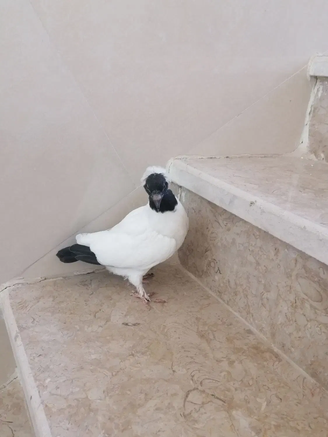 کفتر خش|پرنده|یزد, |دیوار