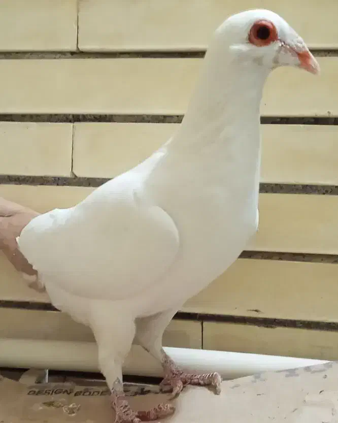 دم زرد|پرنده|کرمان, |دیوار