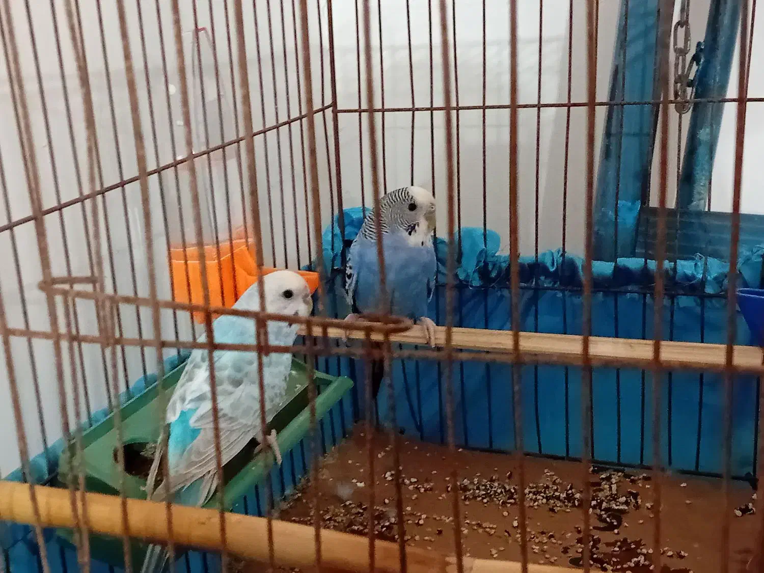 فروش پرنده|پرنده|میناب, |دیوار