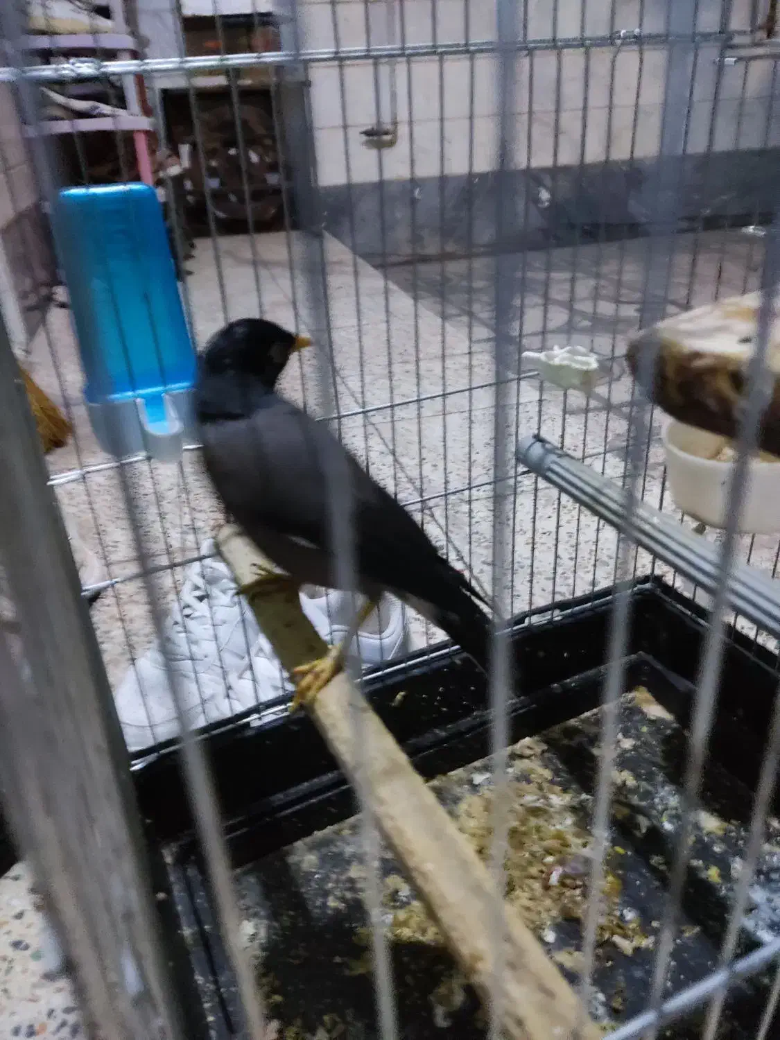 مرغ مینا|پرنده|شهریار, دهشاد بالا|دیوار