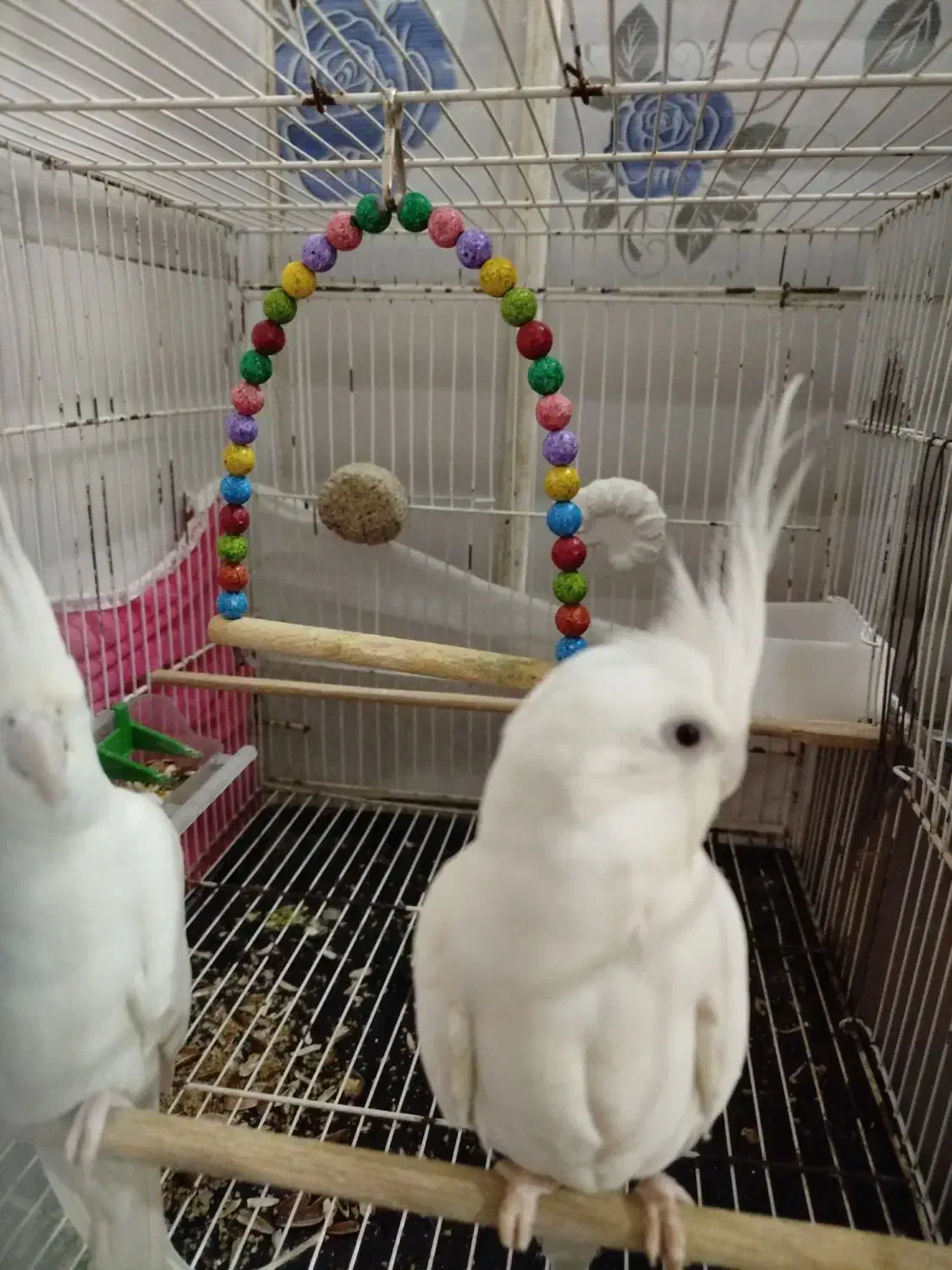 عروسی هلندی آلبینو|پرنده|مشهد, شهید قربانی|دیوار