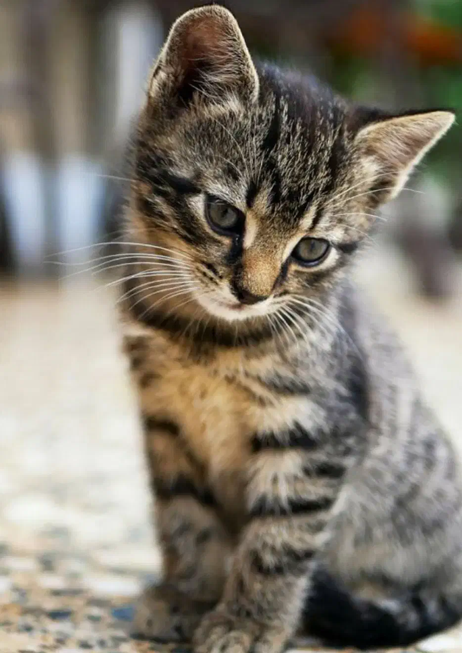 واگذاری گربه خونگی رایگان|گربه|فیروزآباد (فارس), |دیوار