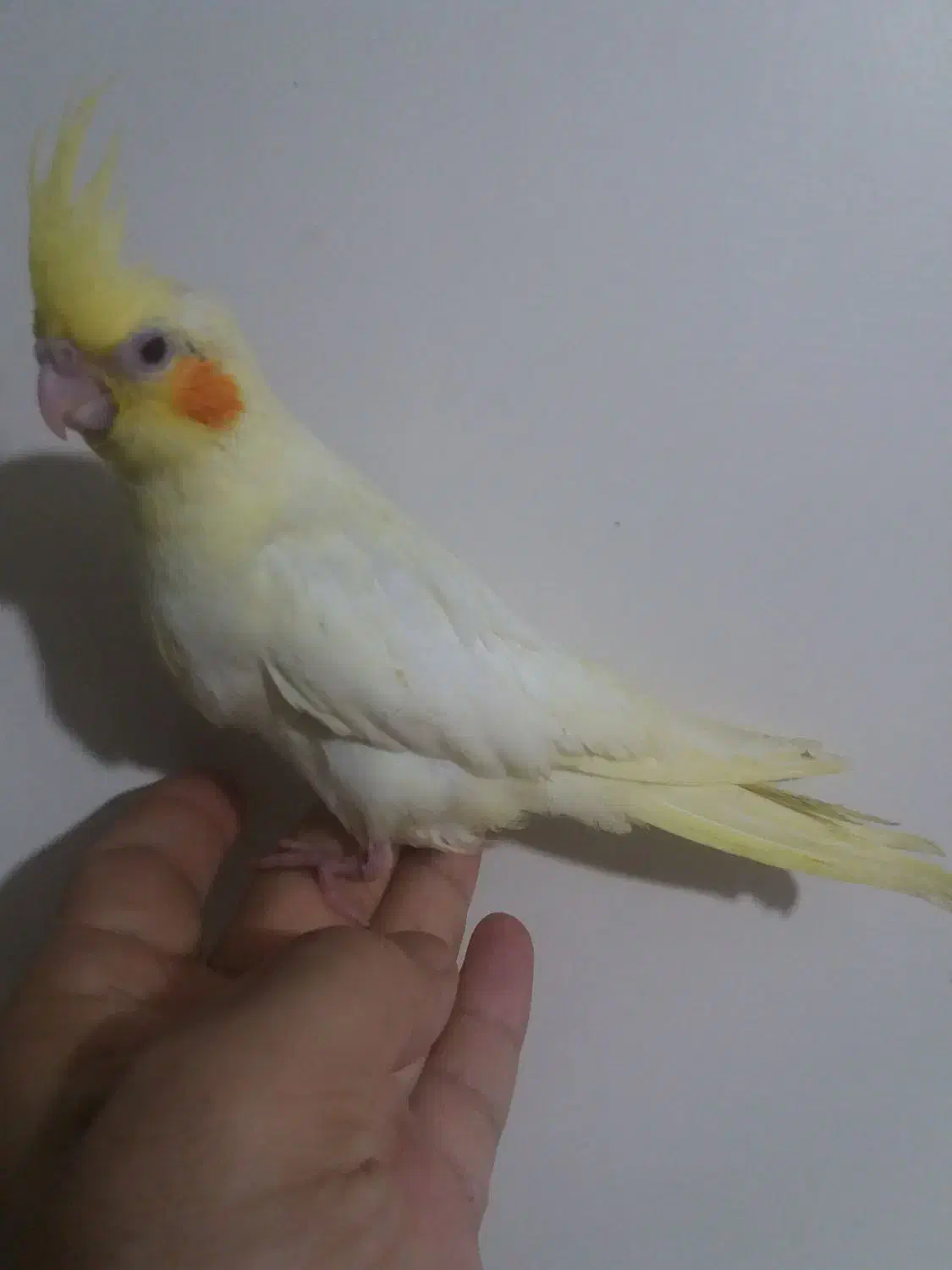 عروس هلندی لوتینو زعفرانی دوماه دستی|پرنده|کرج, کمالشهر|دیوار