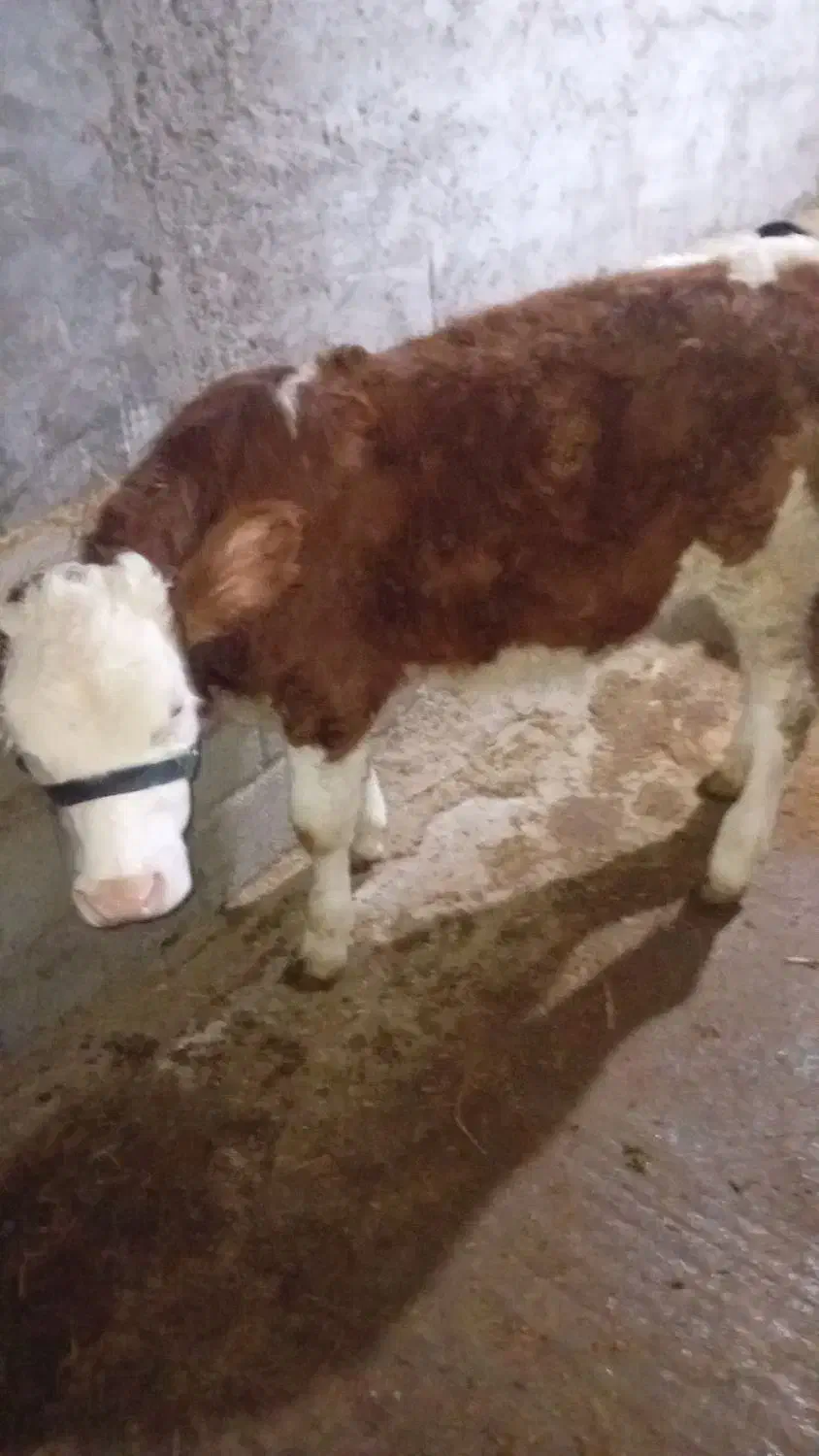 سیمینتال هولشتاین ماده|حیوانات مزرعه|رشت, دباغیان|دیوار