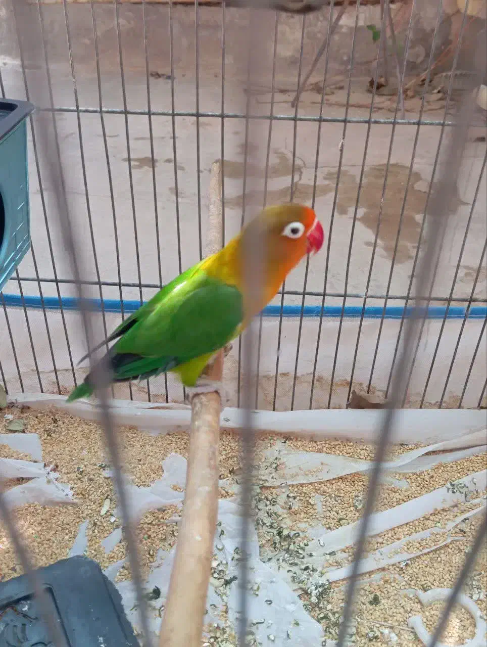 کوتوله قیمت مناسب|پرنده|قم, یخچال قاضی|دیوار