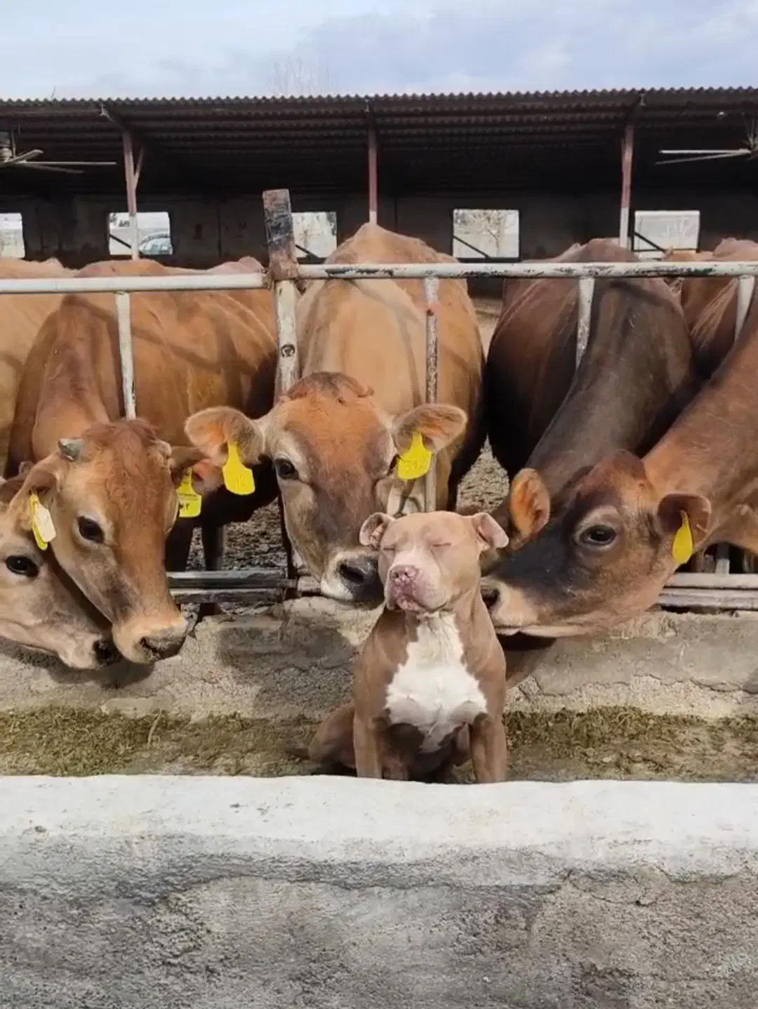 سگ پیتبول امریکن اصیل نر|سگ|تهران, نازیآباد|دیوار