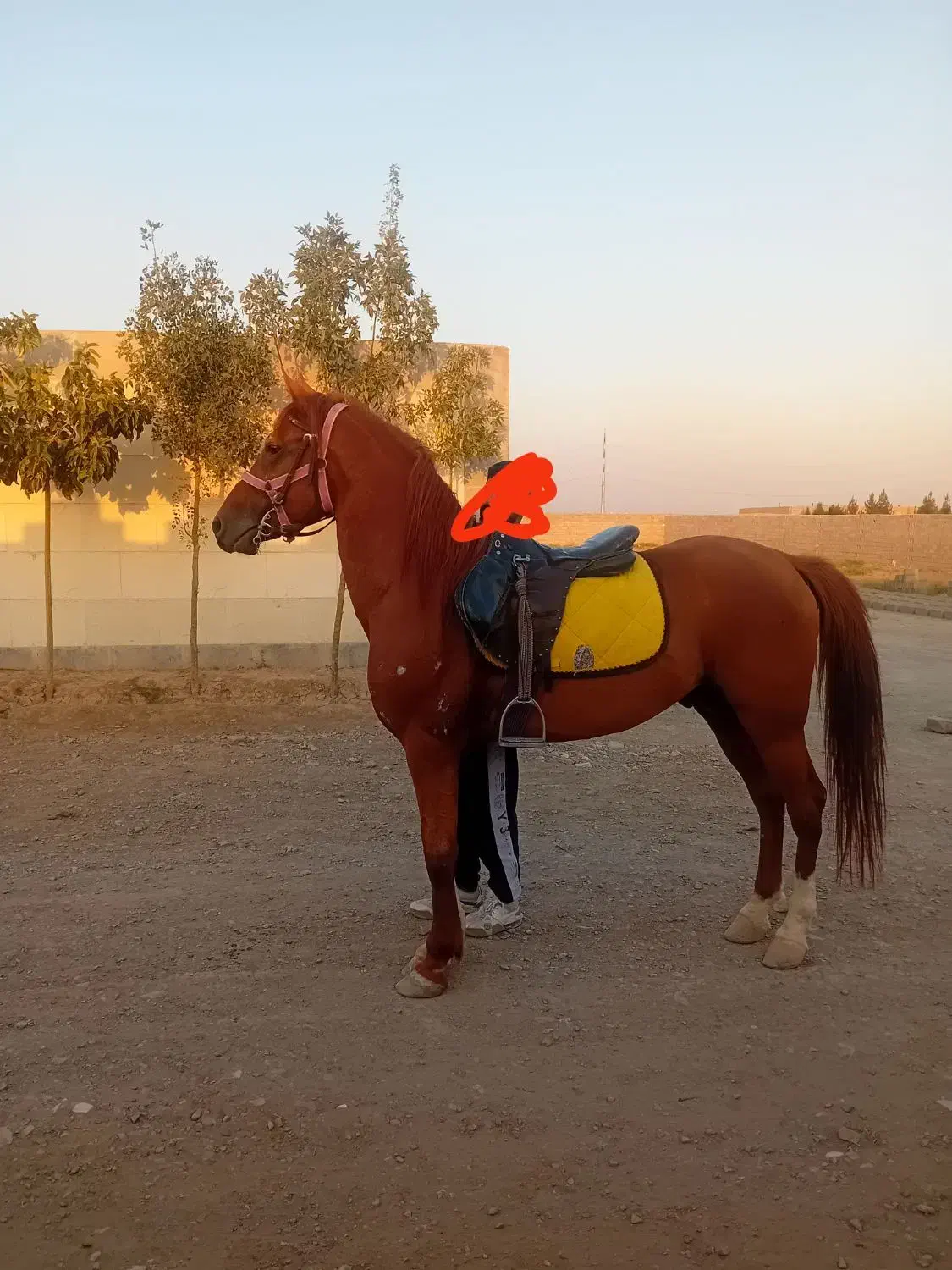 اسب کرد عرب|اسب و تجهیزات اسب‌سواری|چهارباغ, |دیوار