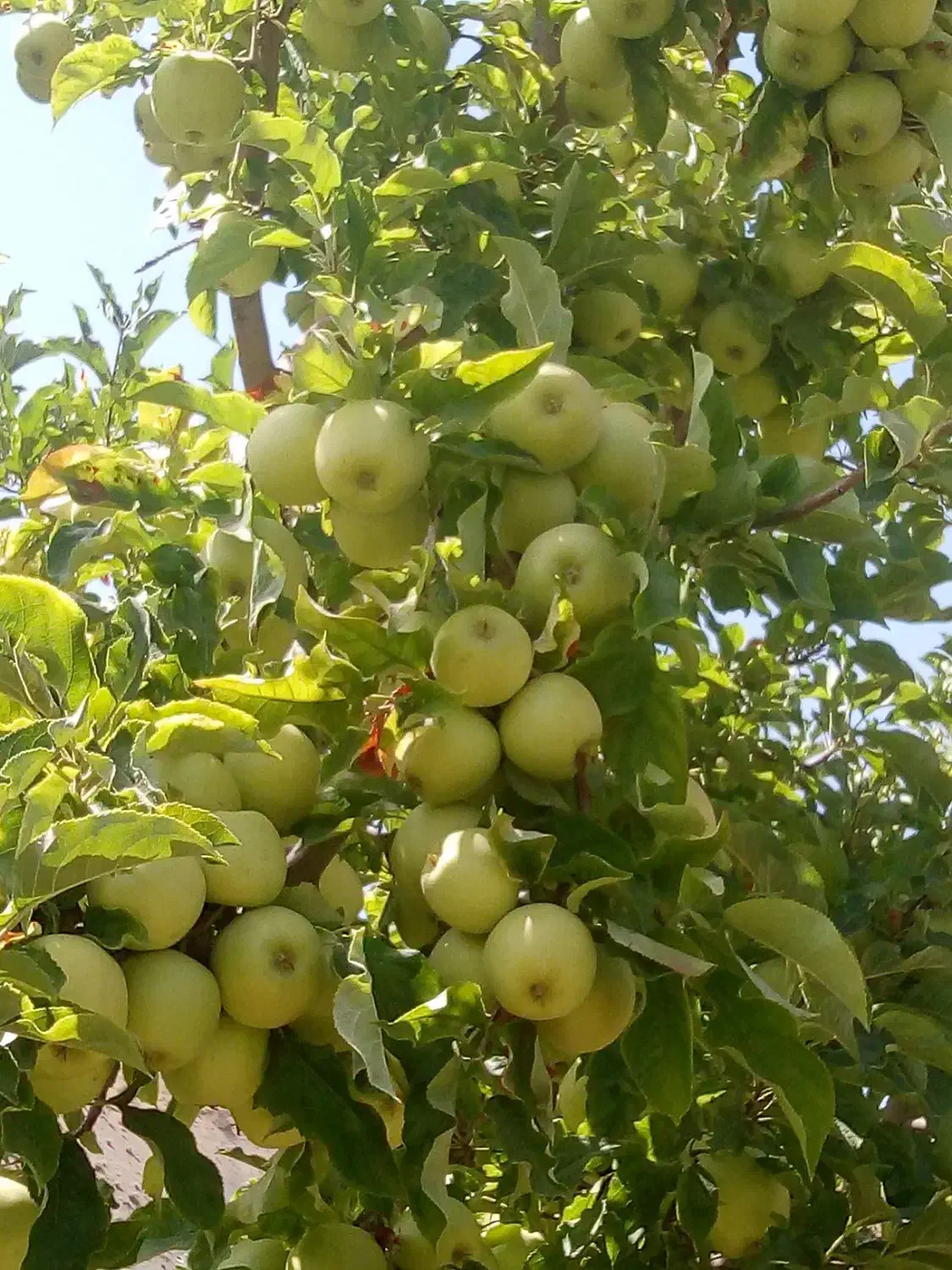 خدمات کارهای باغ و باغشهر وفروش مرغوب ترین درختان|خدمات باغبانی و درختکاری|شیراز, شهرک گلستان|دیوار