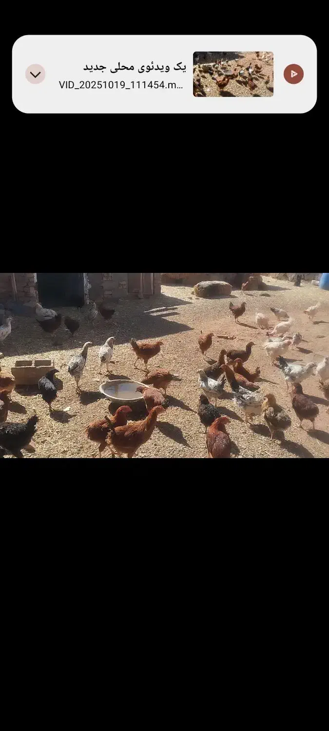 جوجه مرغ و خروس|حیوانات مزرعه|ملک‌آباد, |دیوار