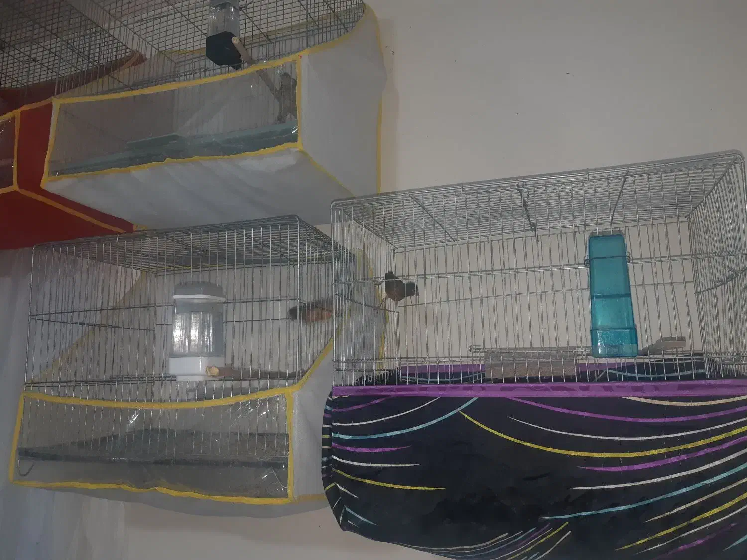 ۶ قناری سینه دارچین|پرنده|کرمان, |دیوار