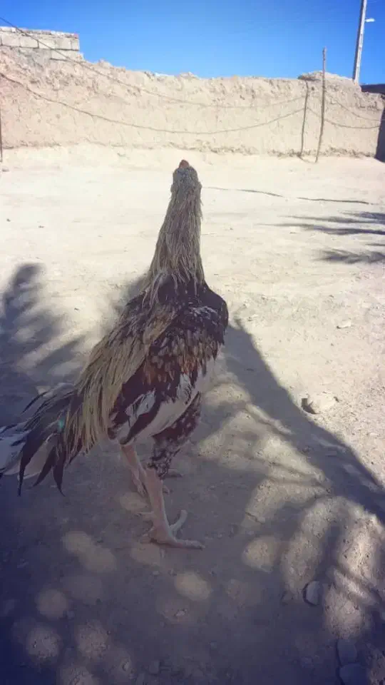 خروس لاری فروشی ومعامله ای|حیوانات مزرعه|سراوان, |دیوار