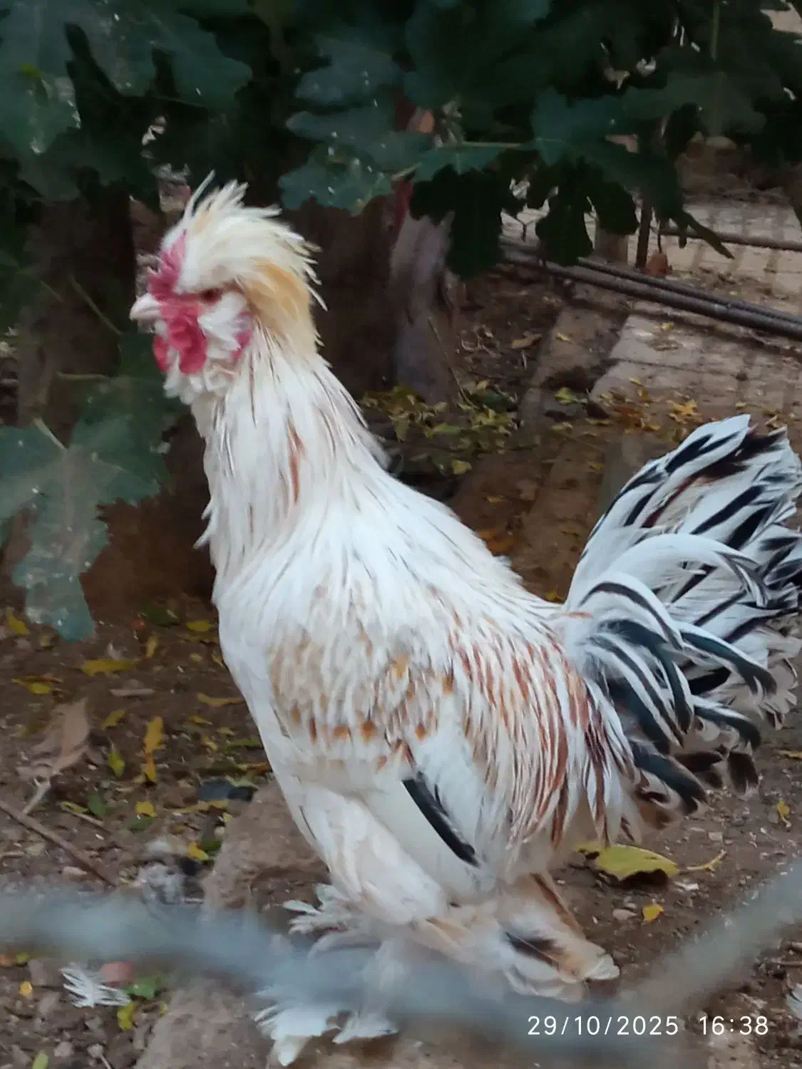 خروس ۴۰ تاج|حیوانات مزرعه|دهاقان, |دیوار