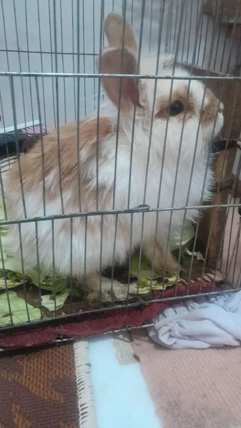 3عددخرگوش|موش و خرگوش|سنندج, |دیوار