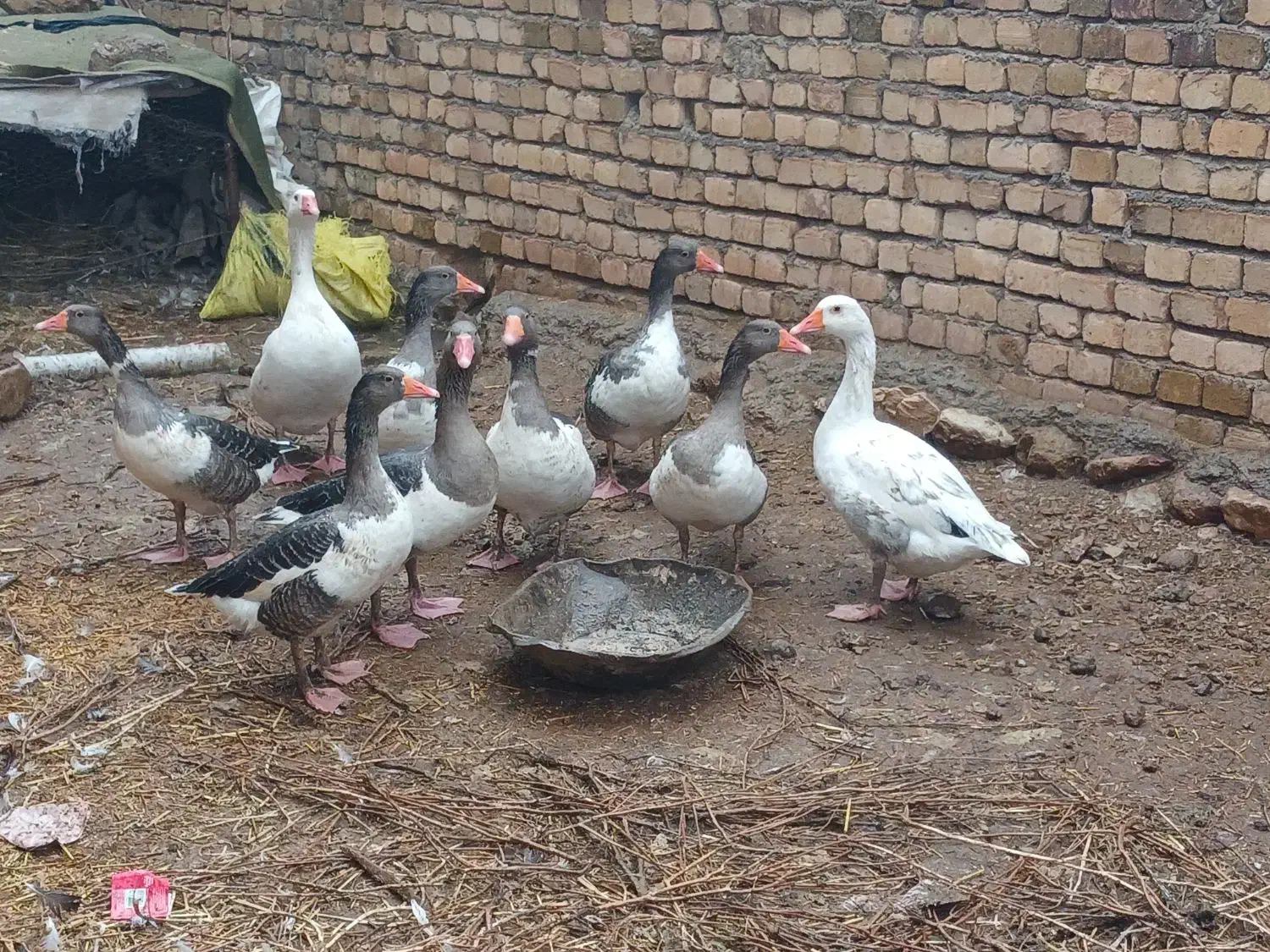 غاز فرشی|حیوانات مزرعه|خرمآباد, |دیوار