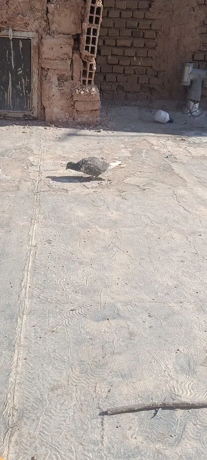 یک جفت کفتر|پرنده|سبزوار, امیر کبیر|دیوار