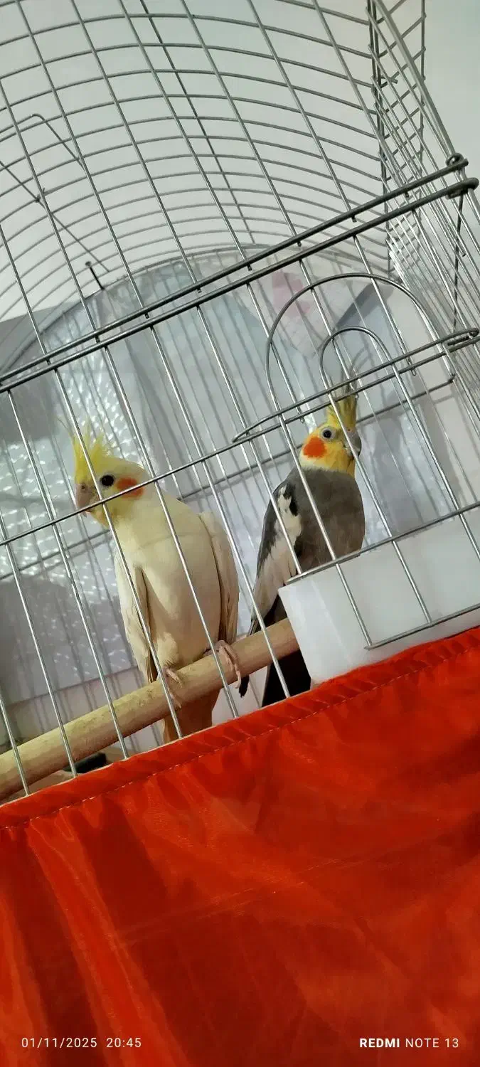 عروس هلندی|پرنده|سرپل ذهاب, |دیوار