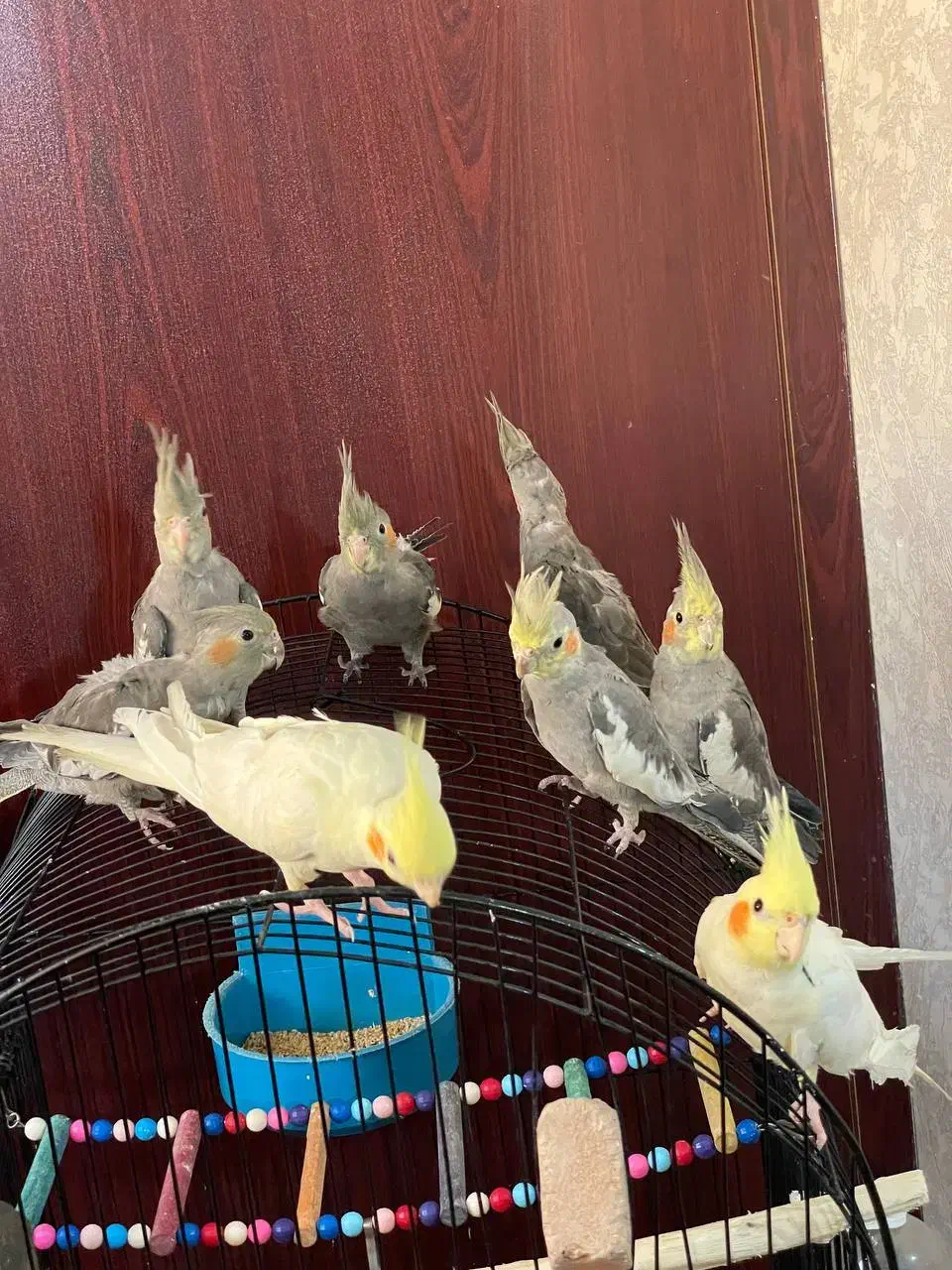 ۶عدد پرنده|پرنده|رشت, چمارسرا|دیوار